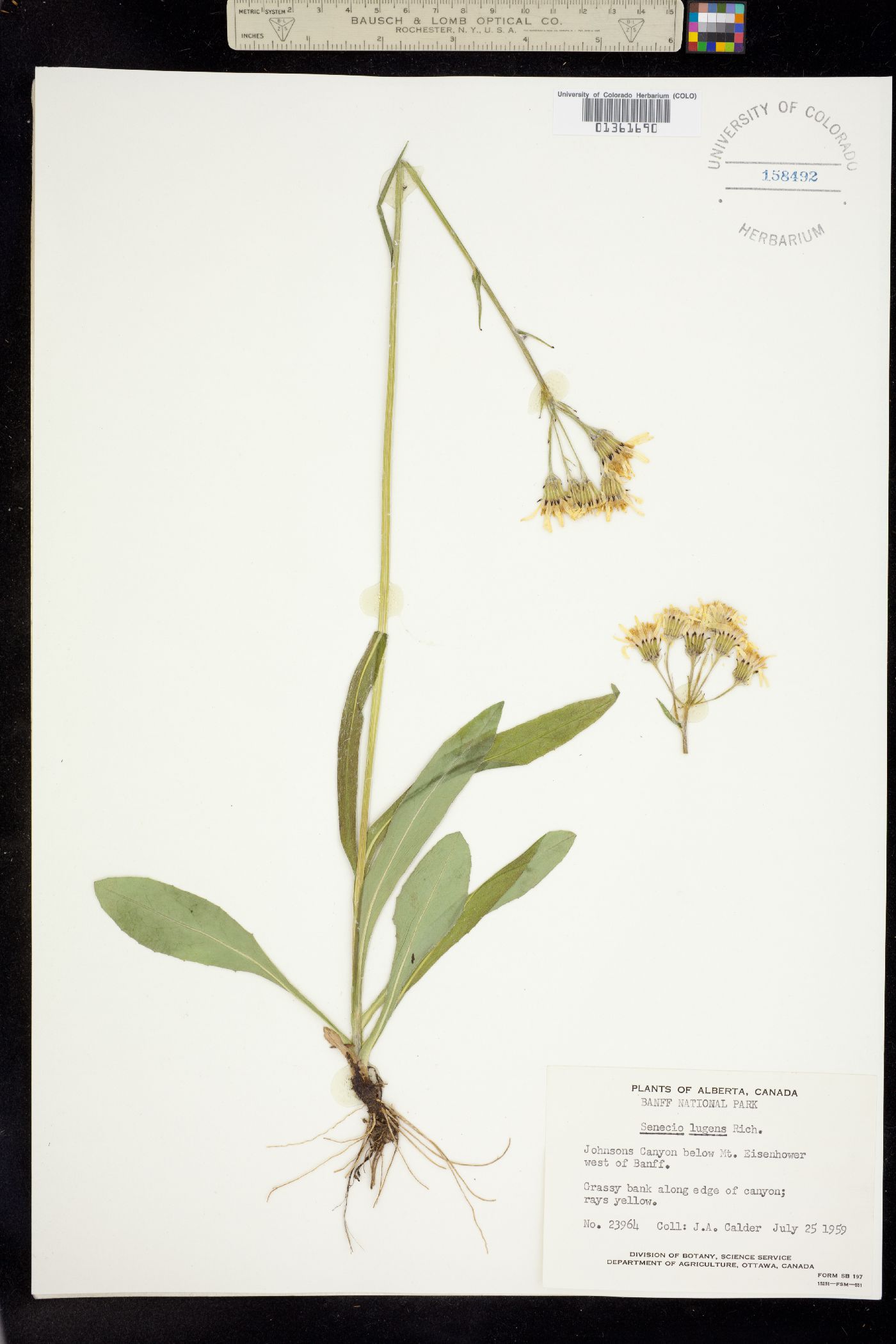 Senecio lugens image