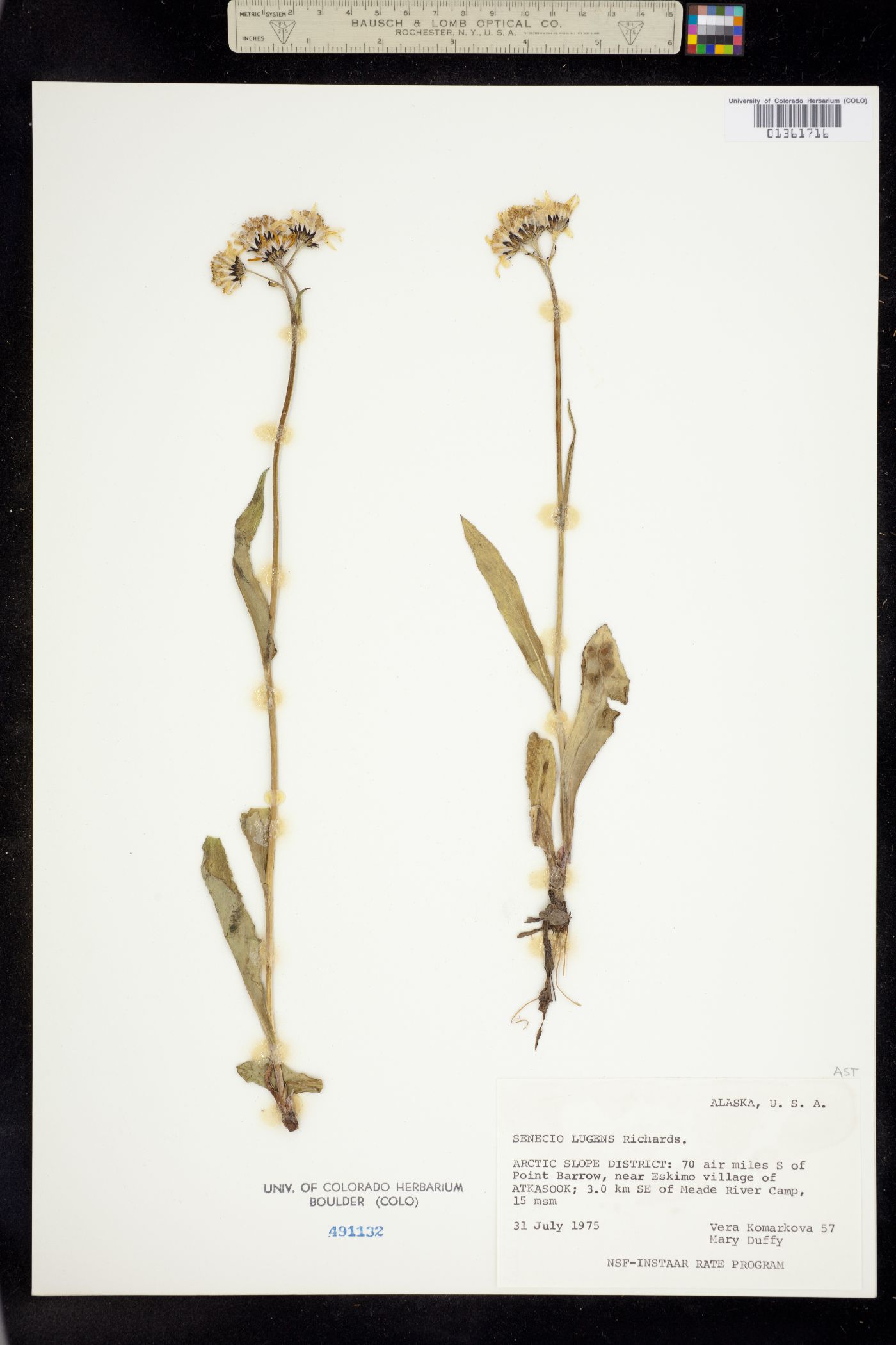 Senecio lugens image