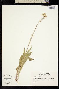 Senecio lugens image