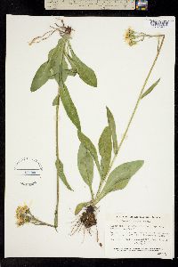 Senecio lugens image