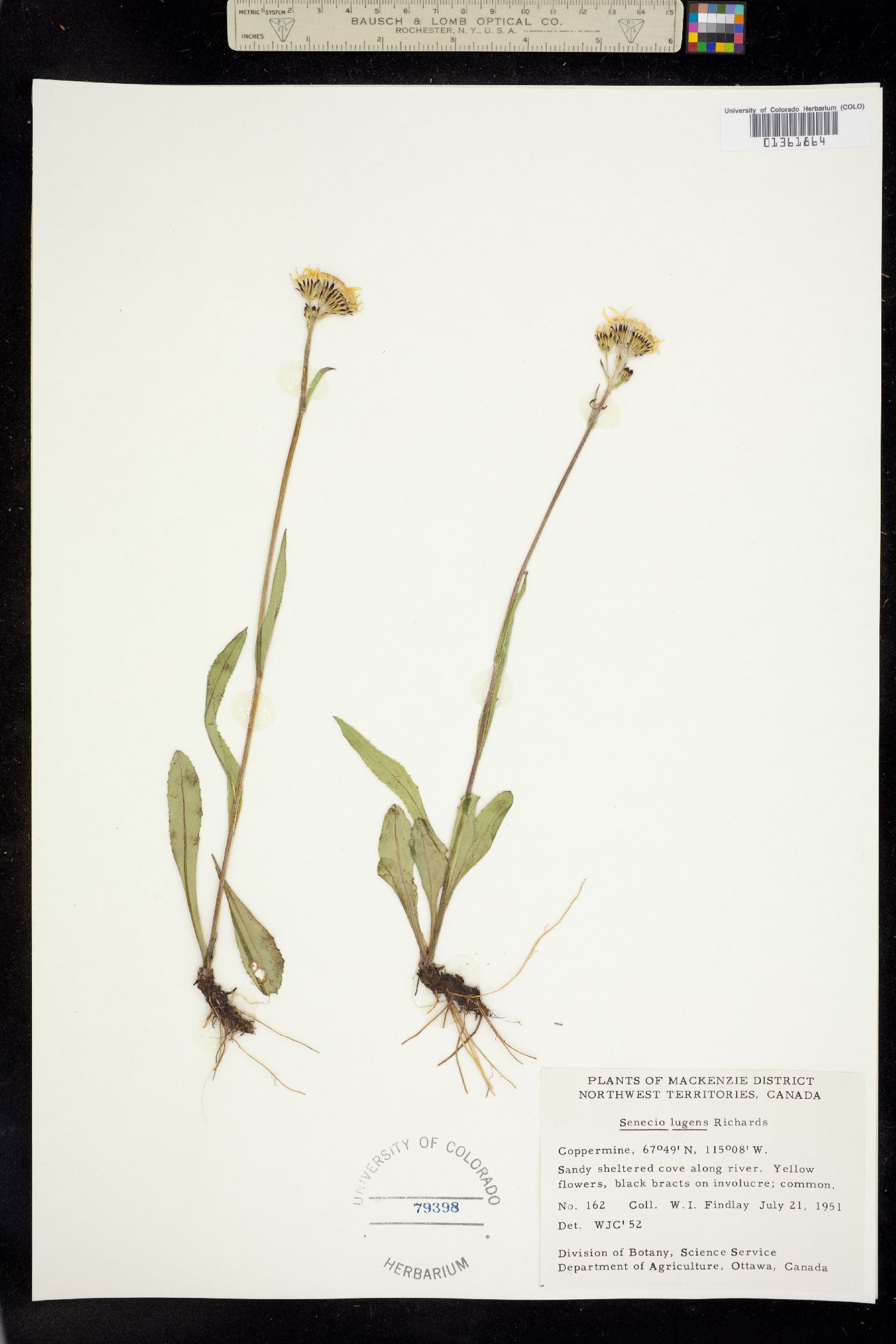 Senecio lugens image
