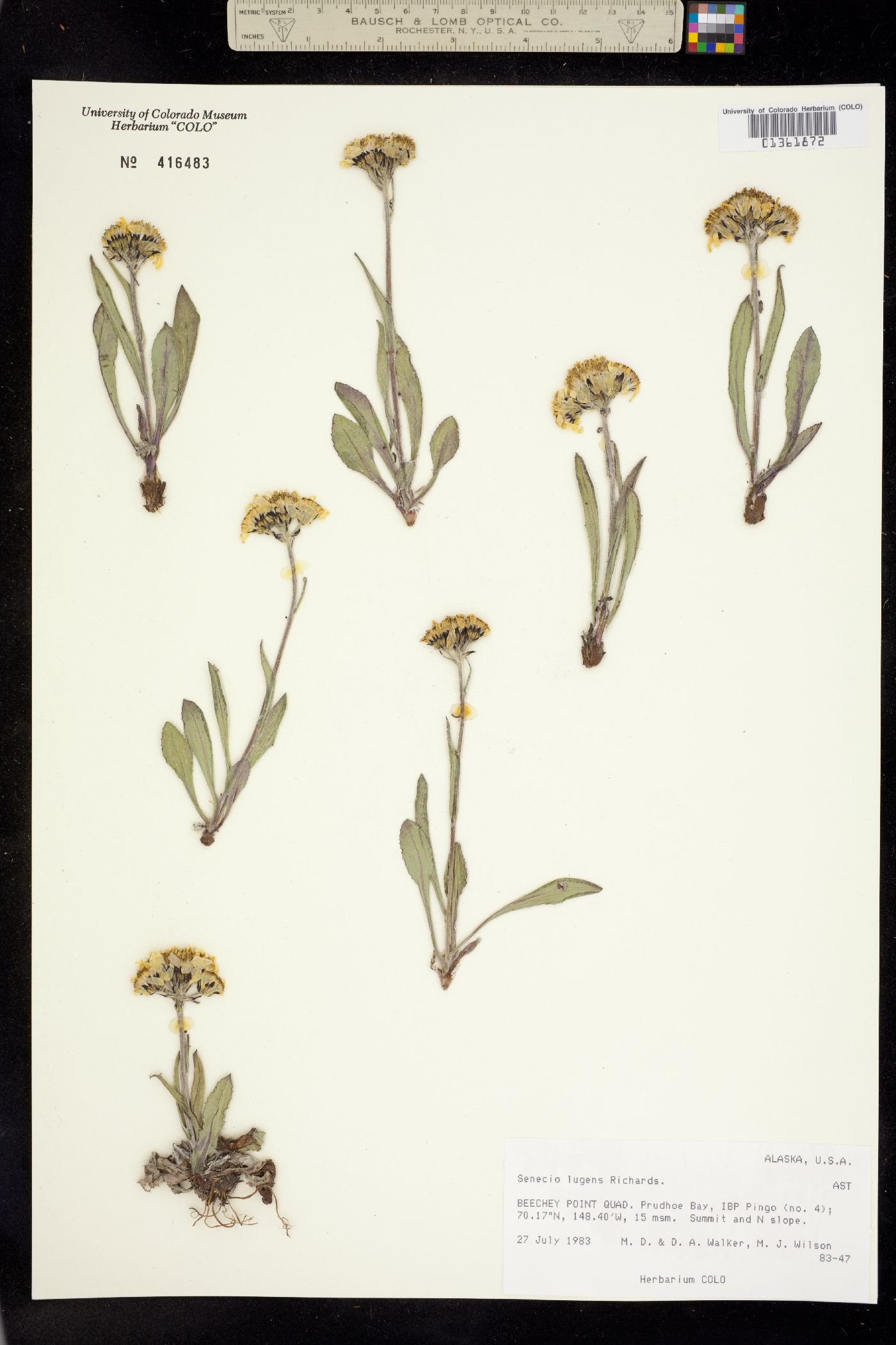 Senecio lugens image