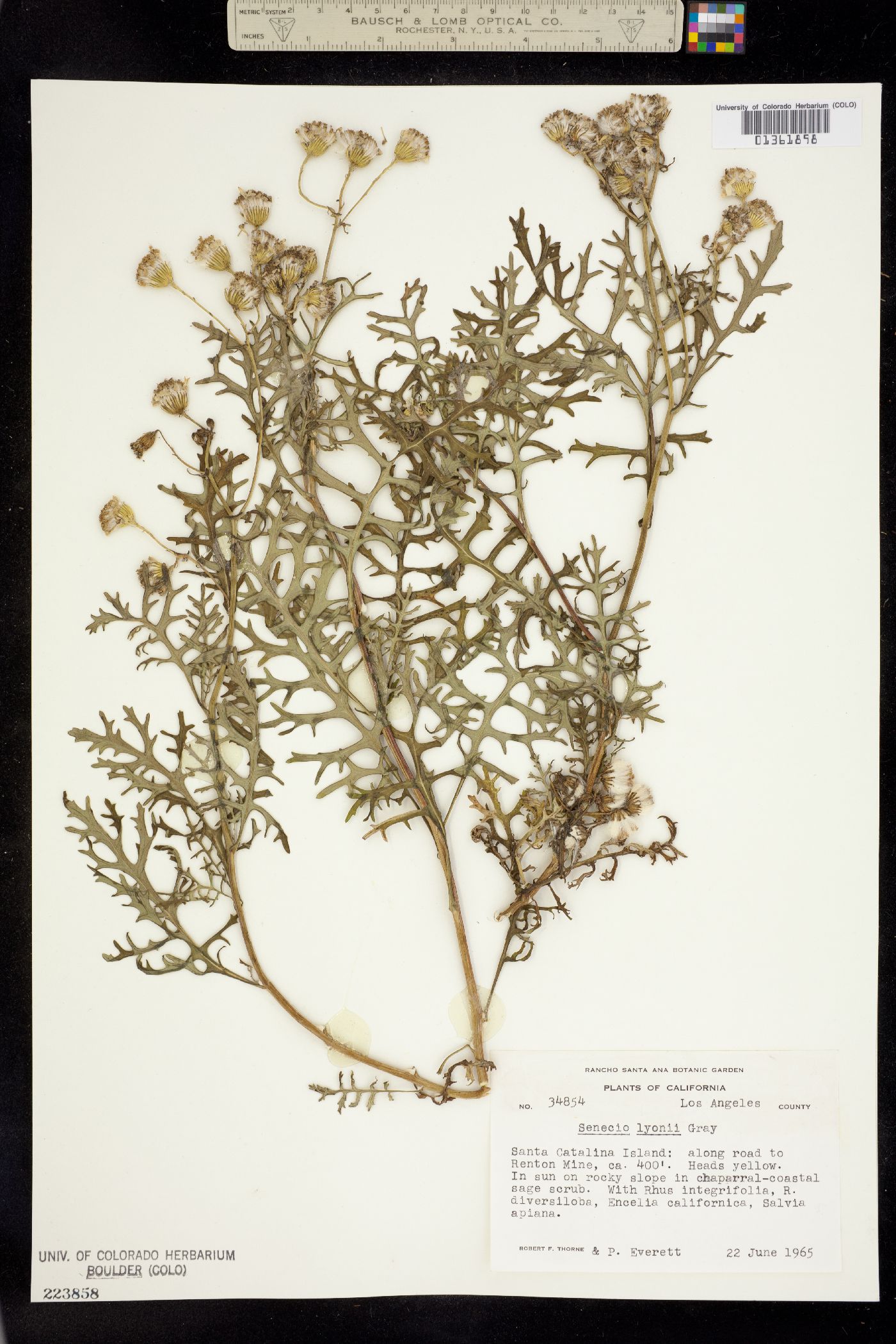 Senecio lyonii image