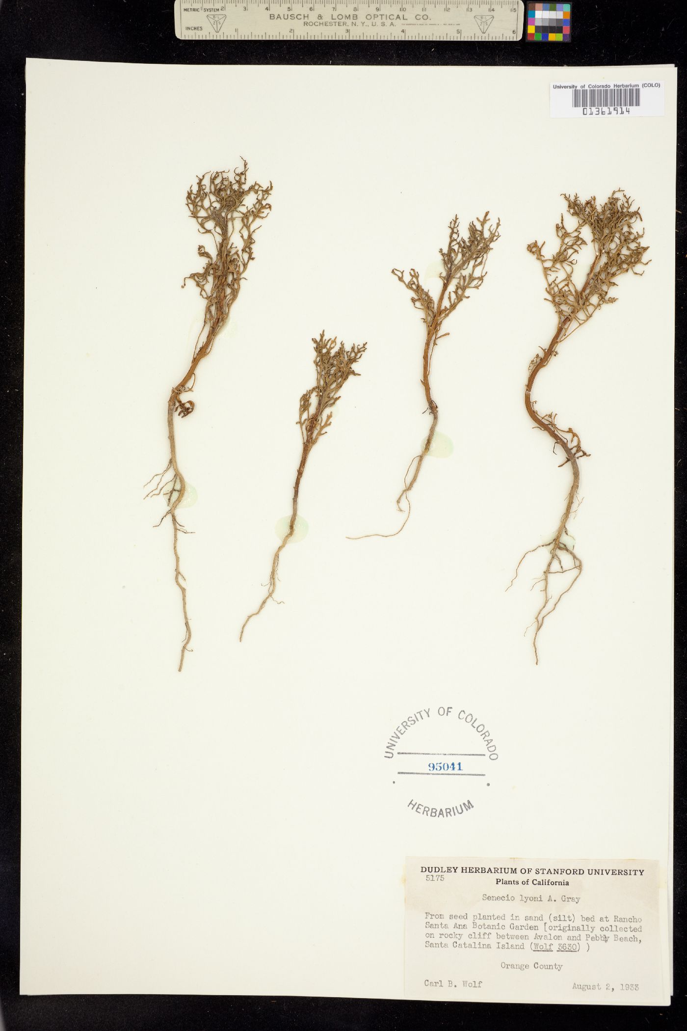Senecio lyonii image