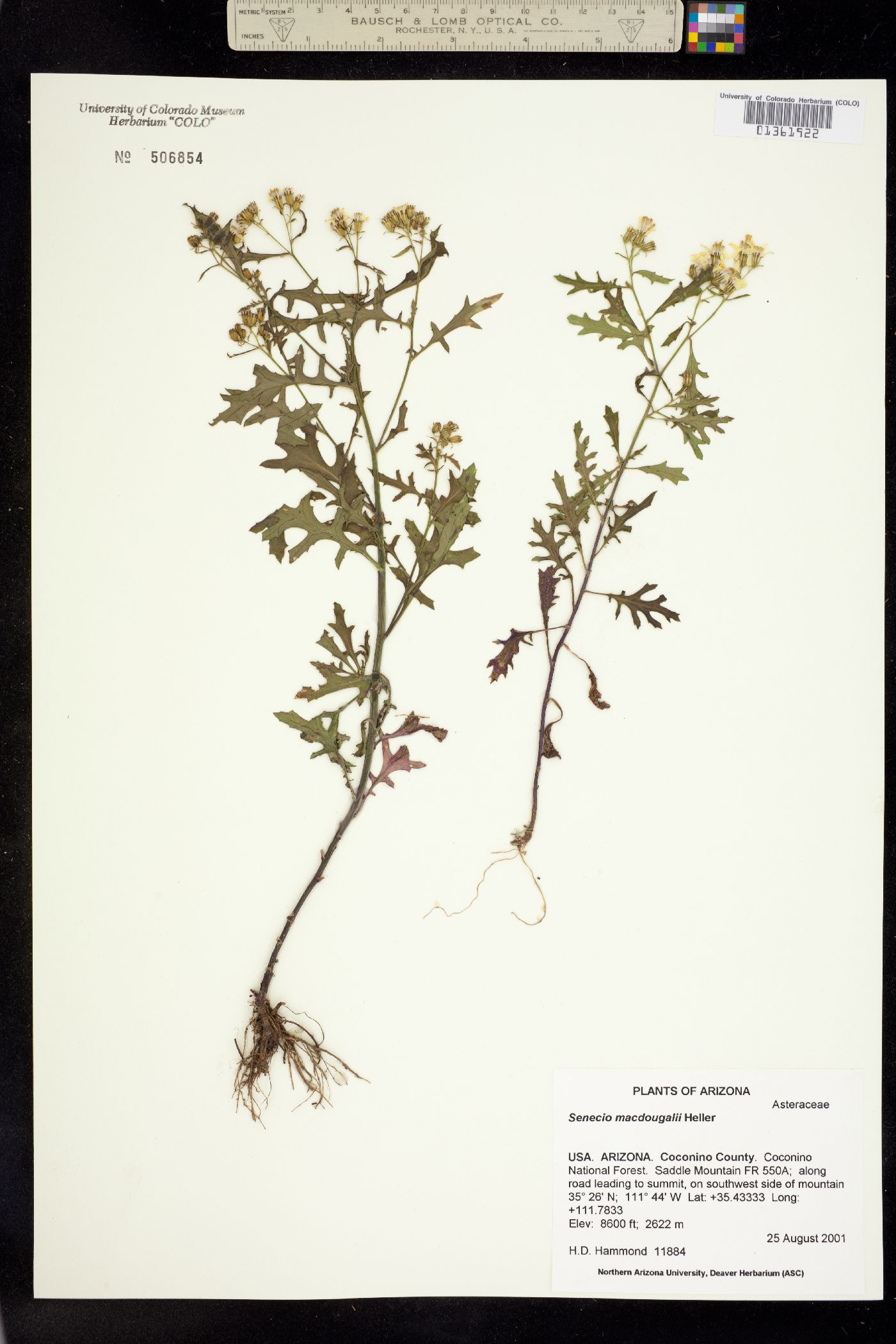 Senecio macdougalii image