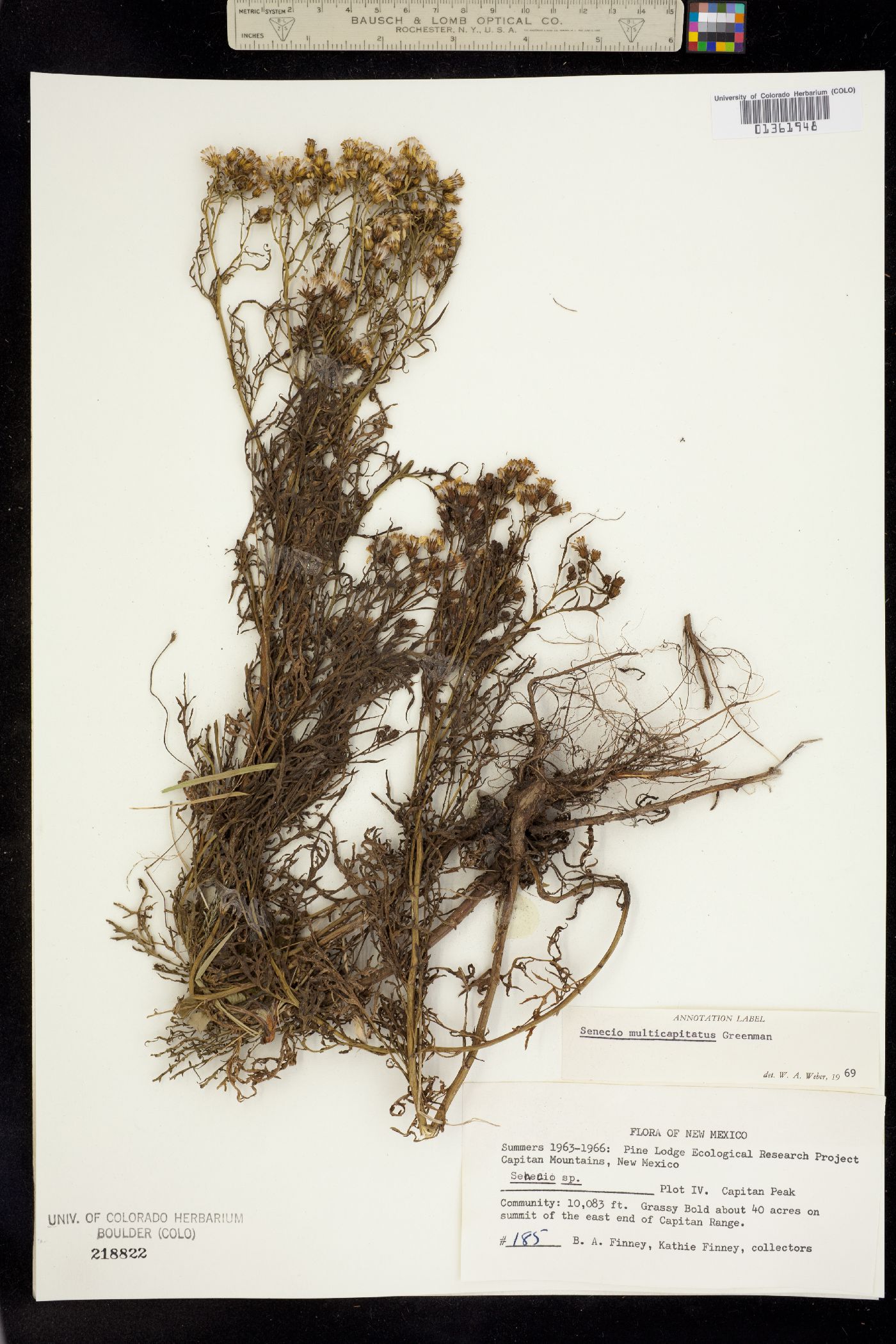 Senecio macdougalii image