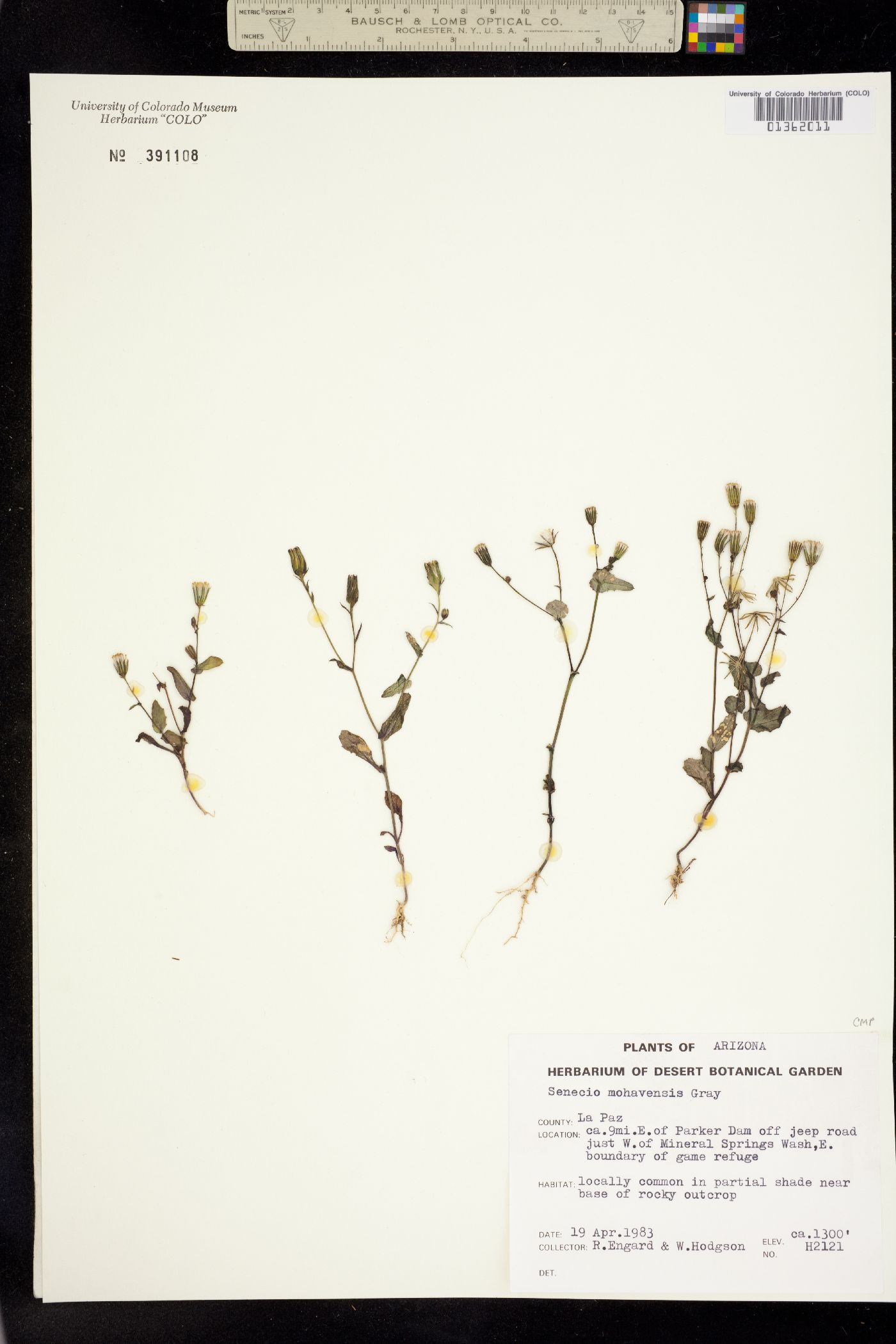 Senecio mohavensis image