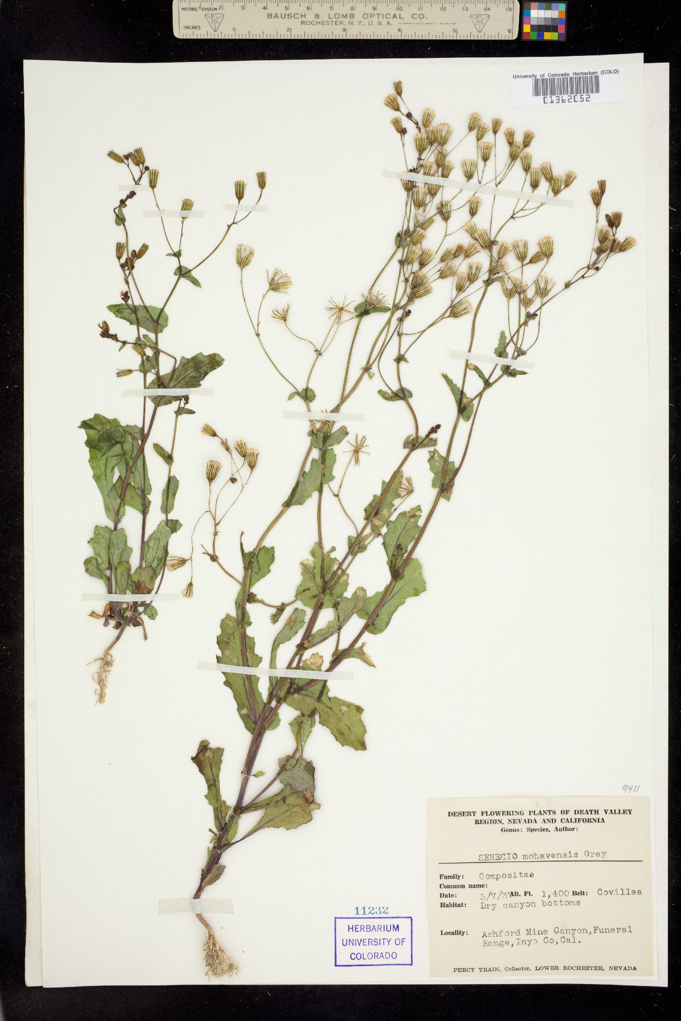 Senecio mohavensis image