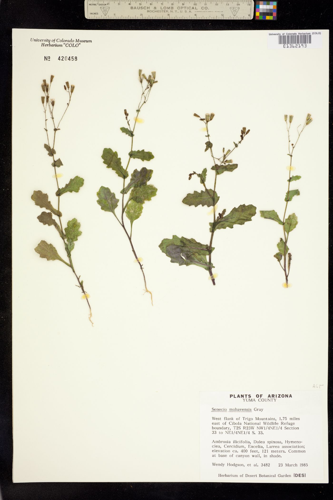 Senecio mohavensis image