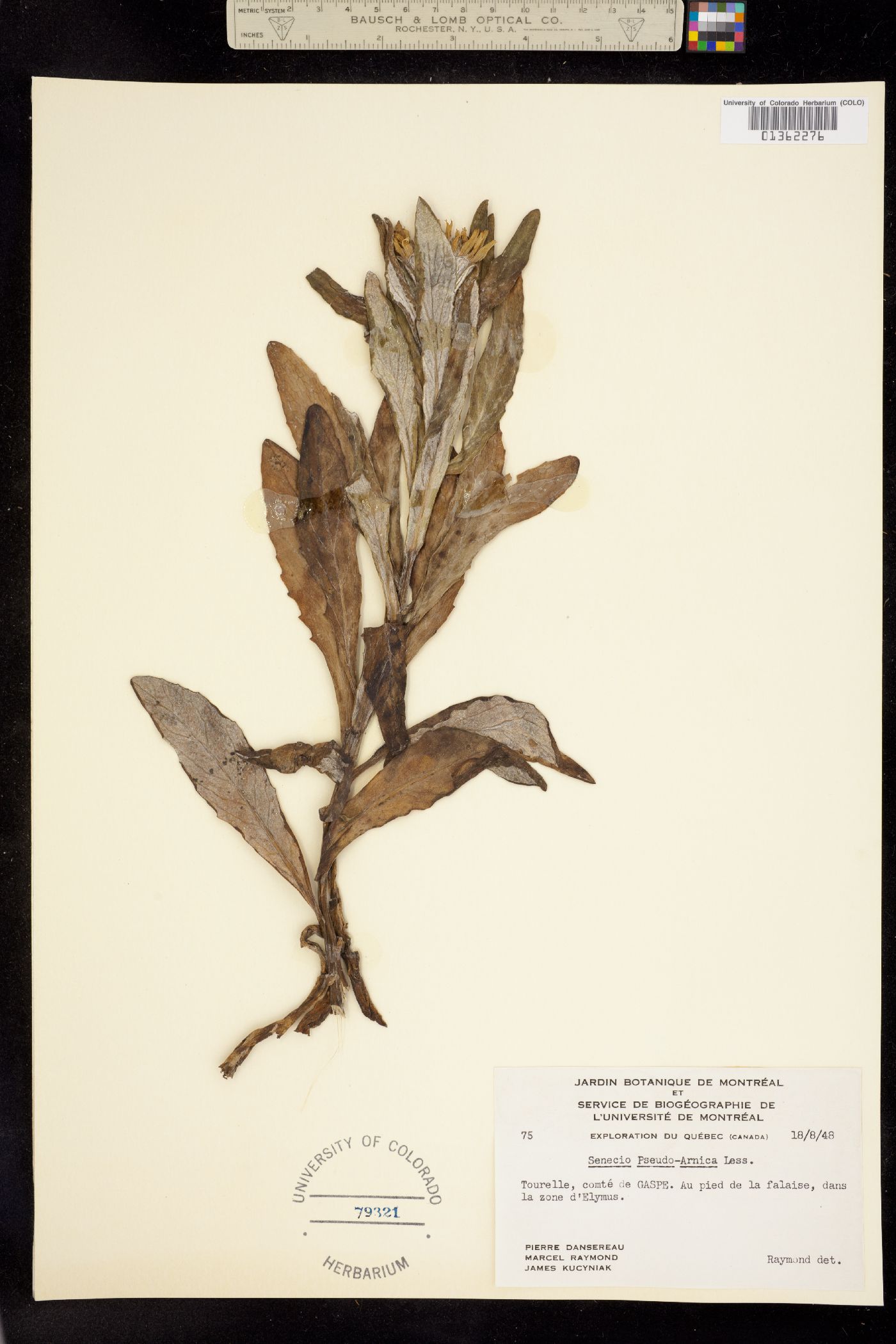 Senecio pseudoarnica image