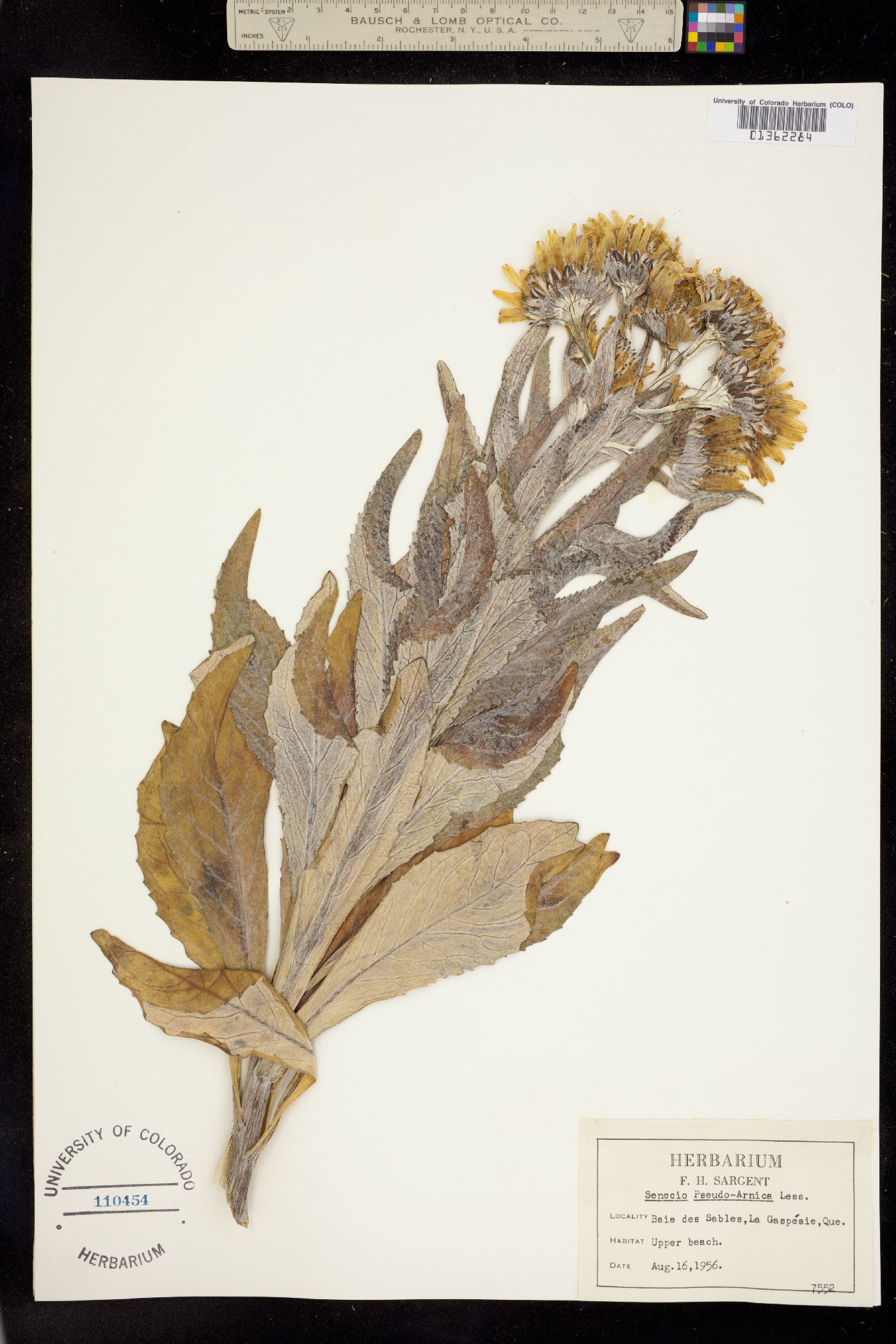 Senecio pseudoarnica image