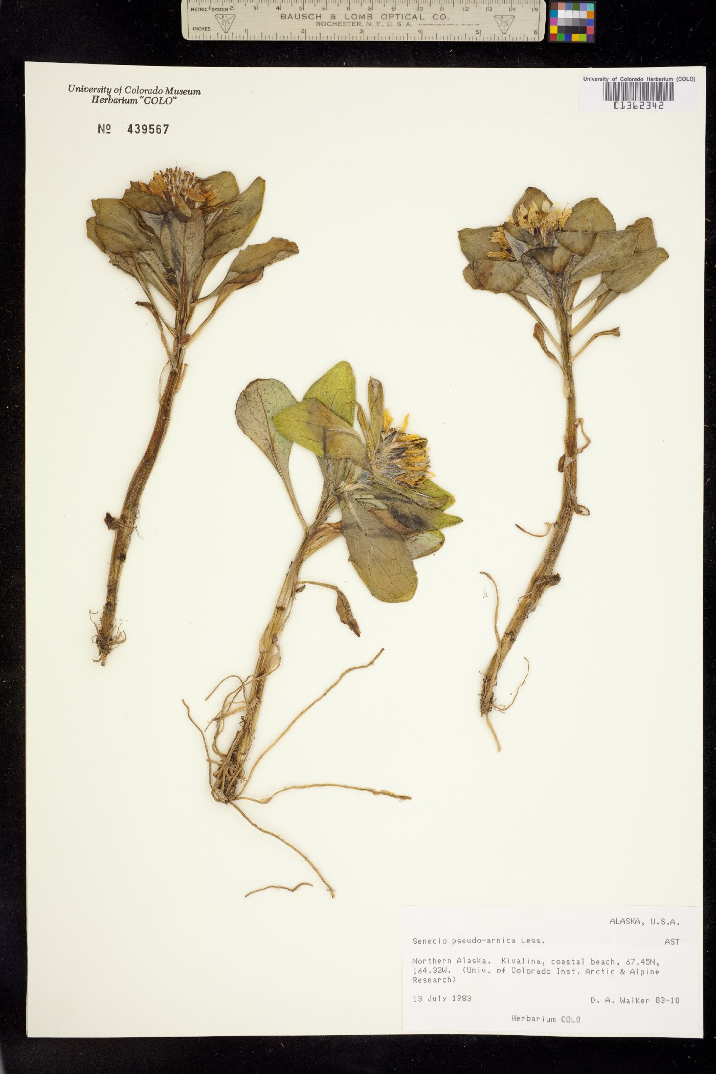 Senecio pseudoarnica image