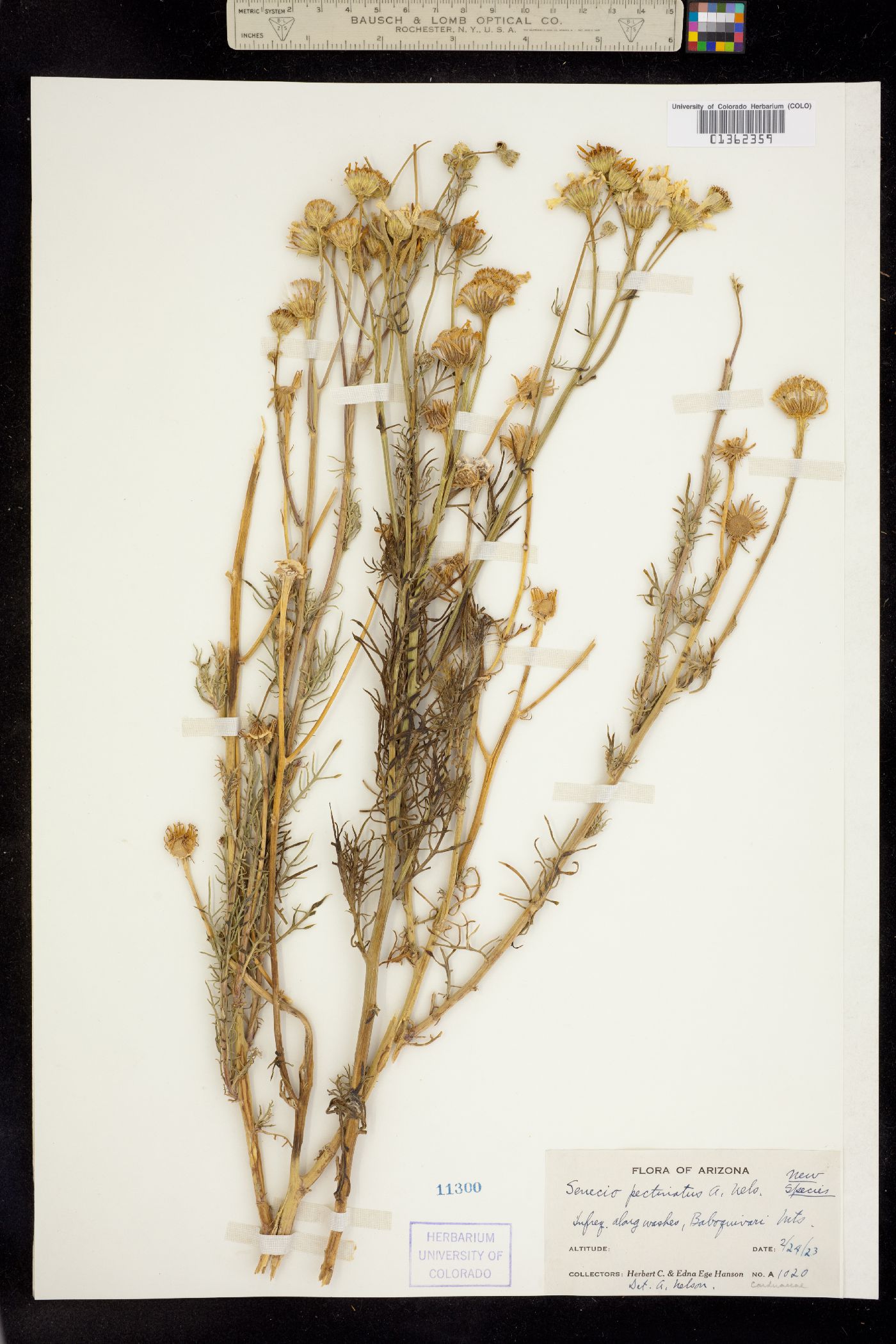 Senecio pectinatus image