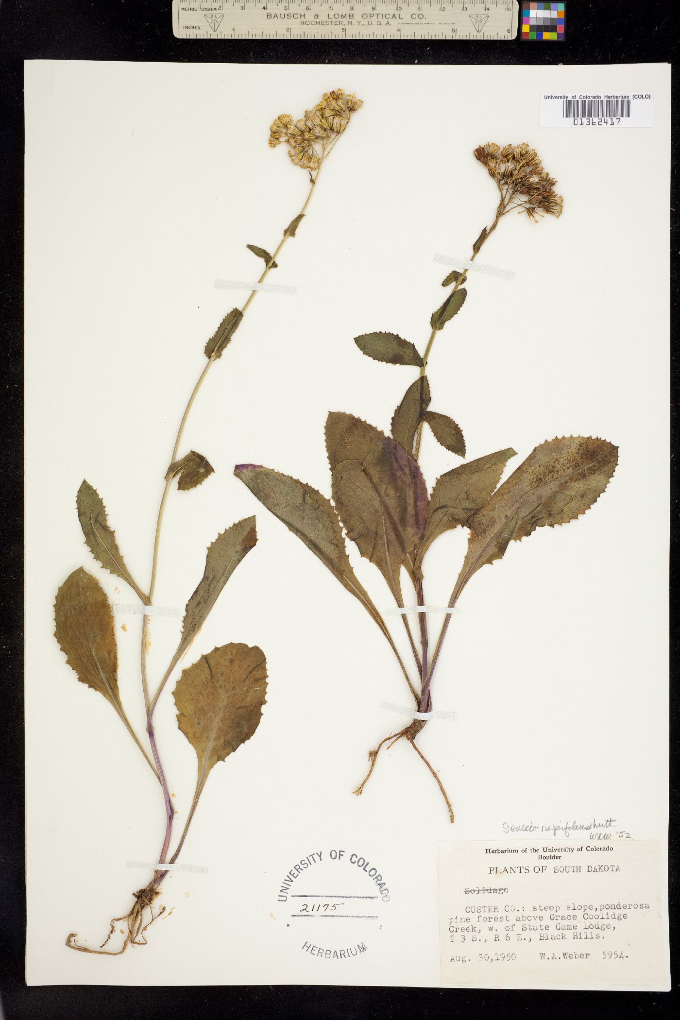 Senecio rapifolius image