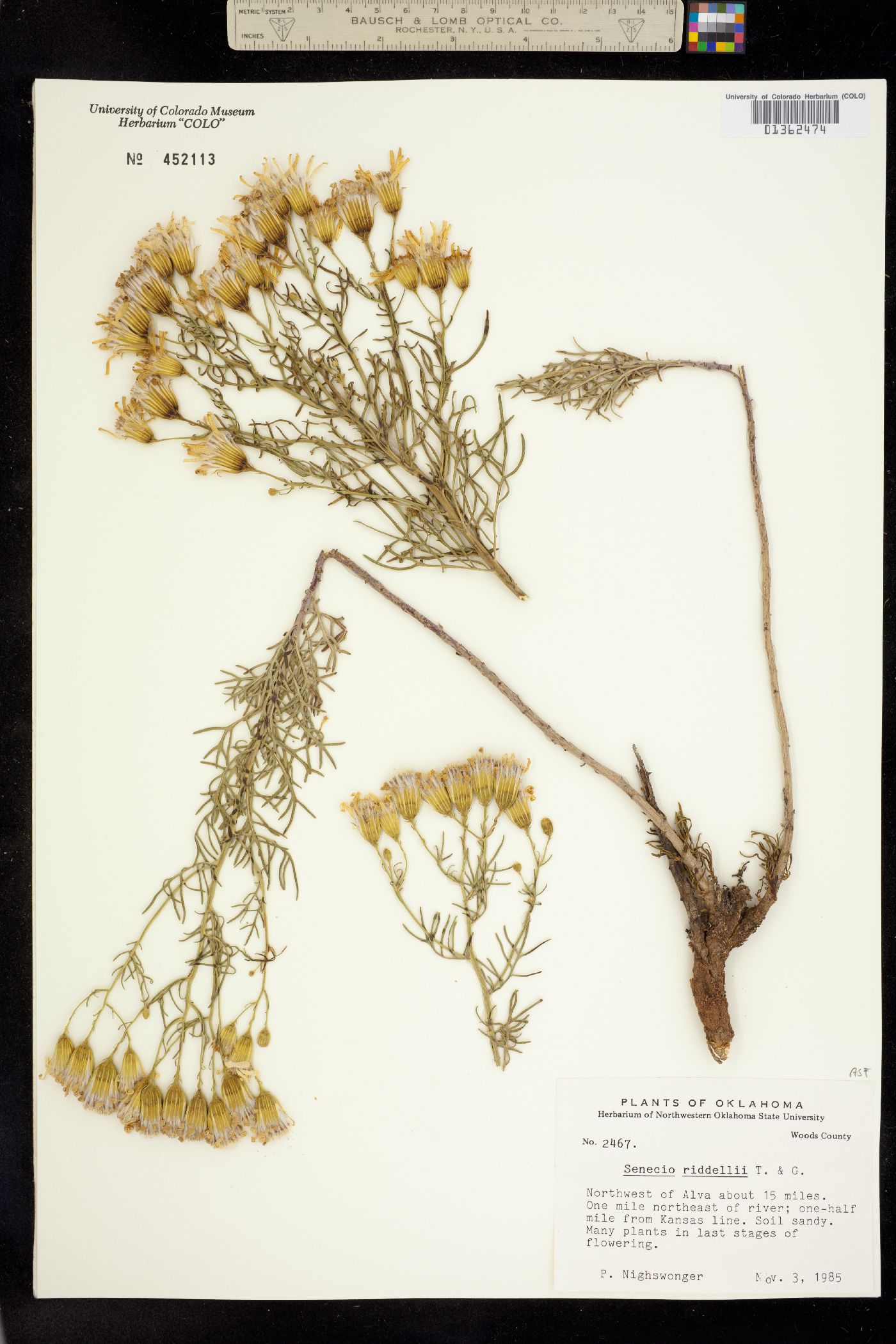 Senecio riddellii image