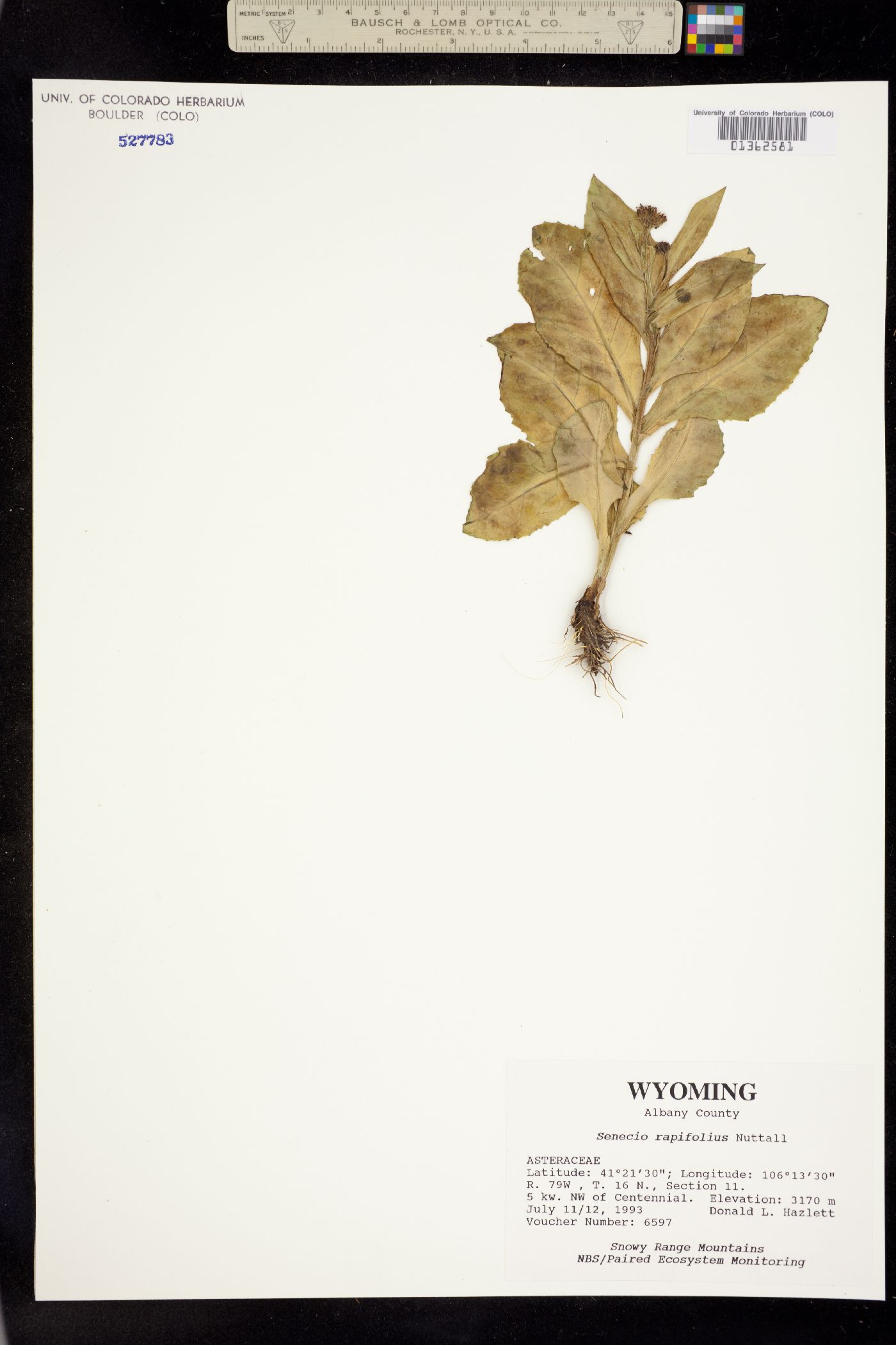 Senecio rapifolius image