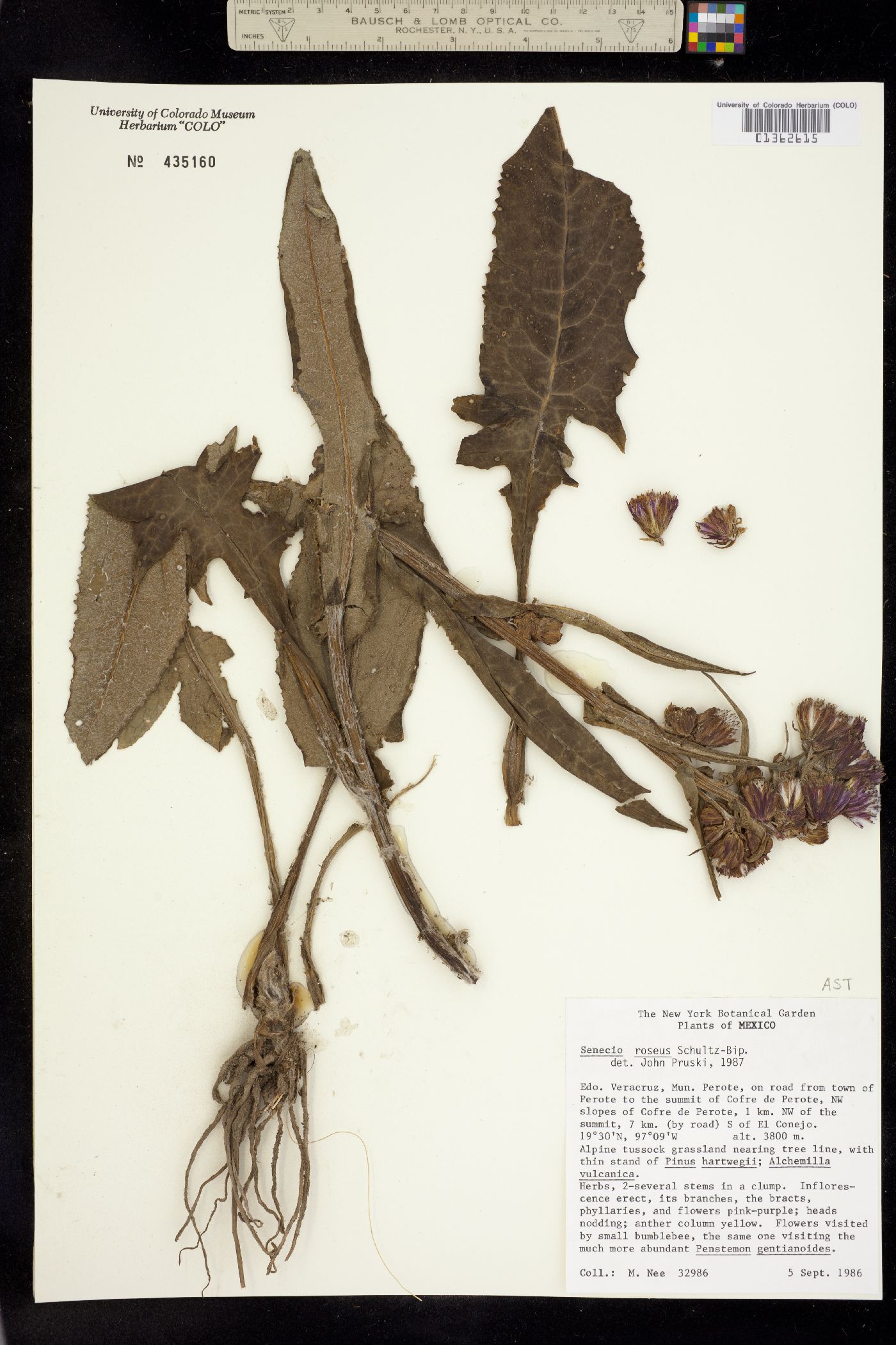 Senecio roseus image