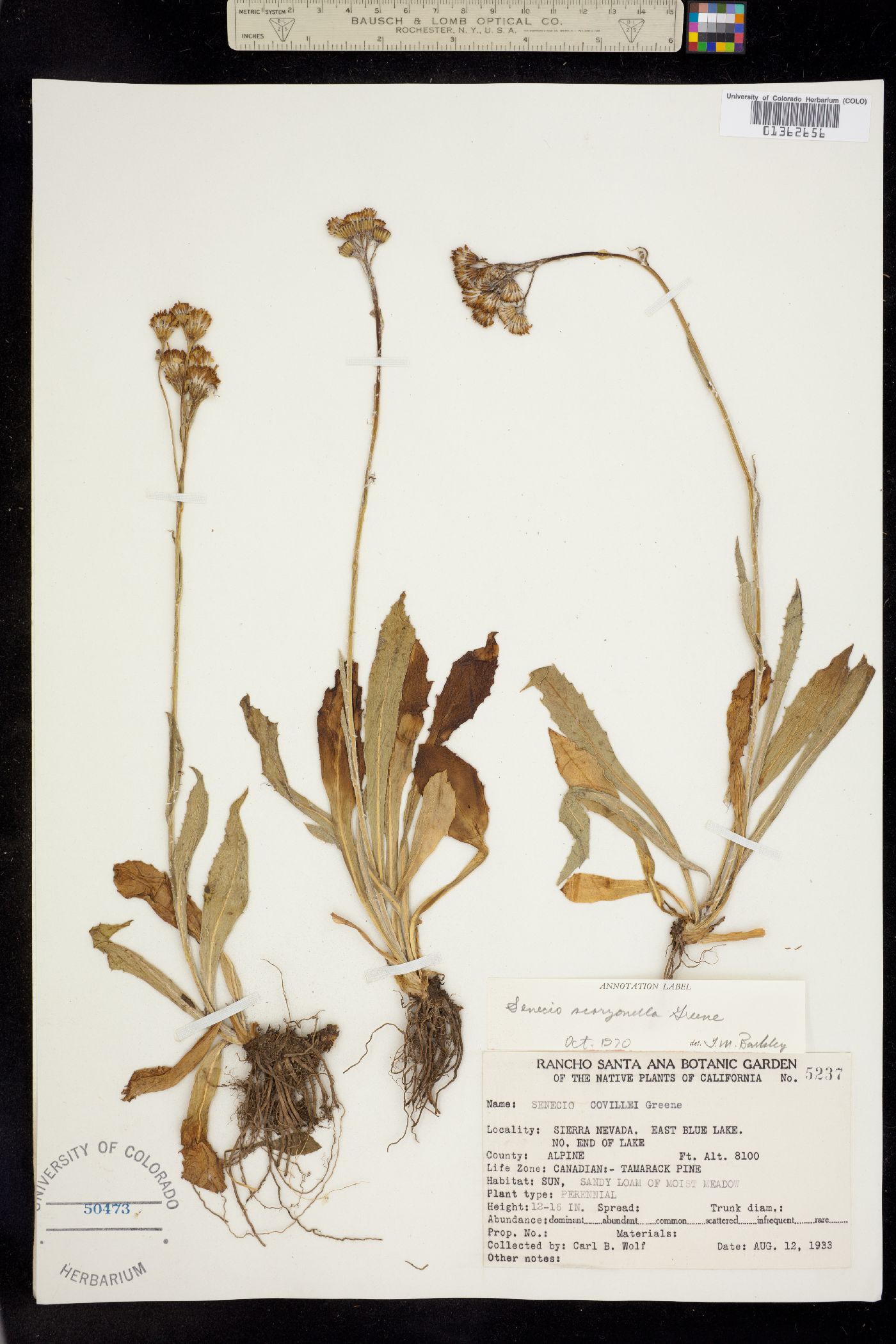 Senecio scorzonella image