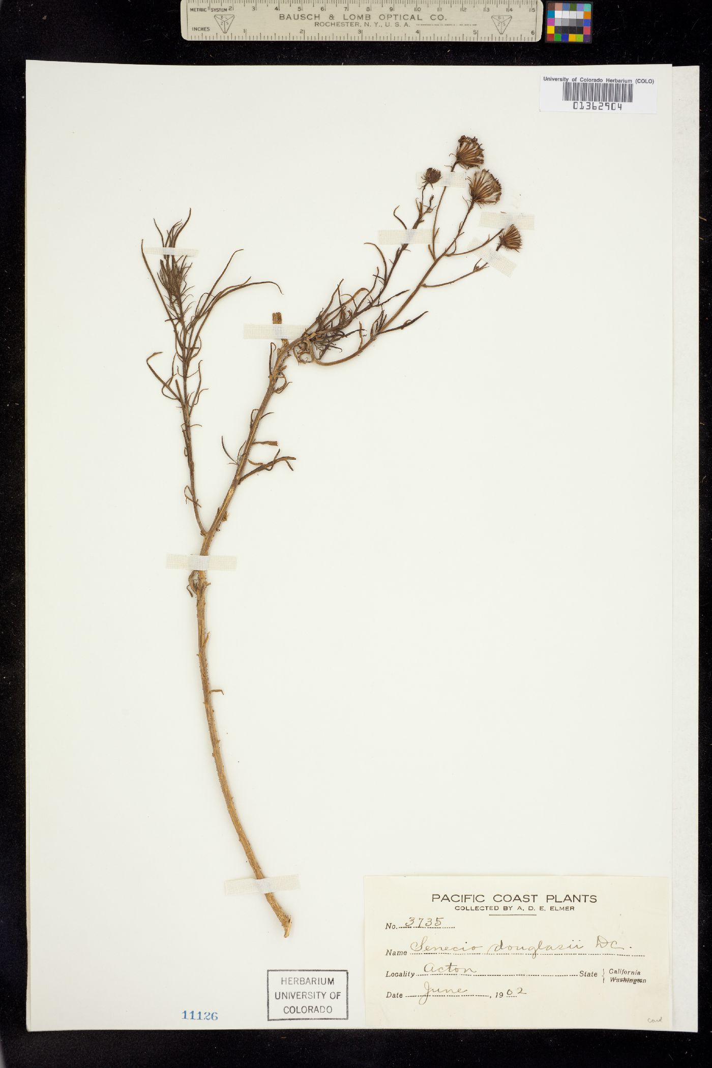 Senecio spartioides image