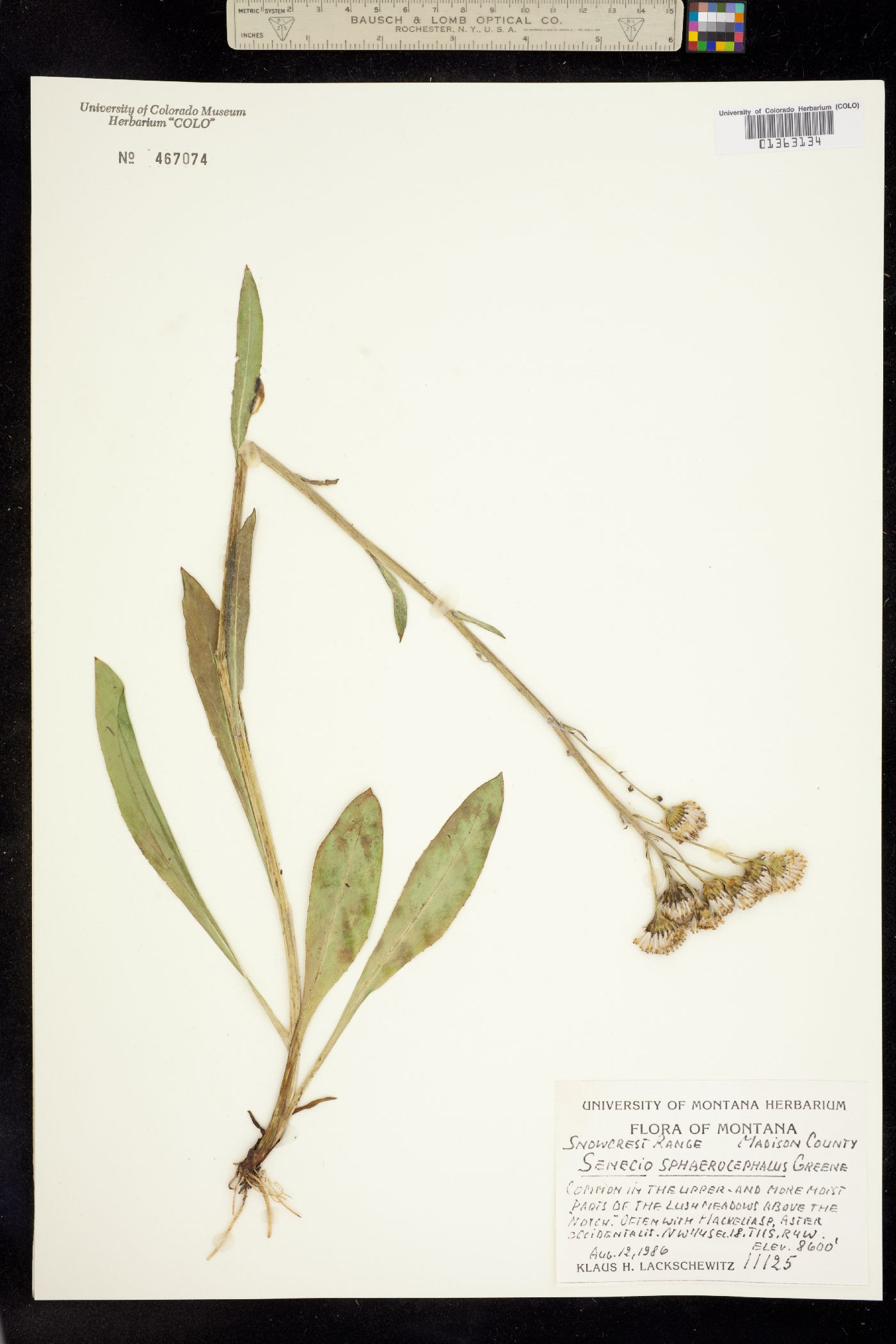 Senecio sphaerocephalus image