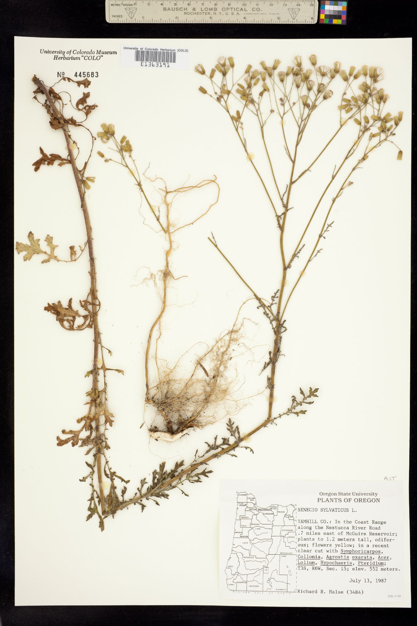 Senecio sylvaticus image