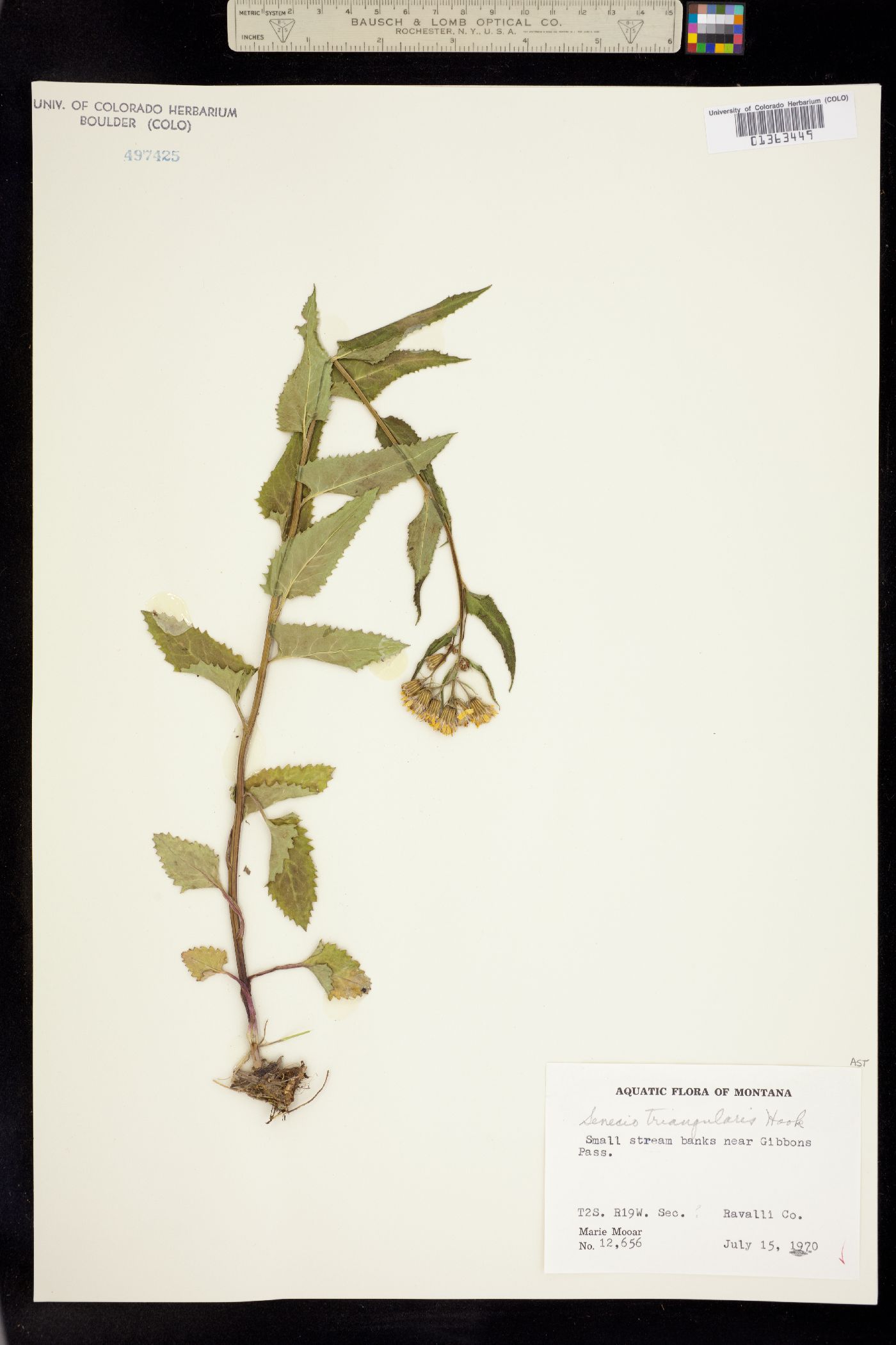Senecio triangularis image