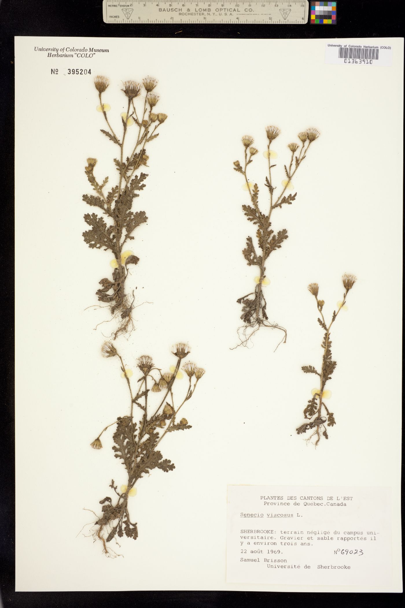 Senecio viscosus image