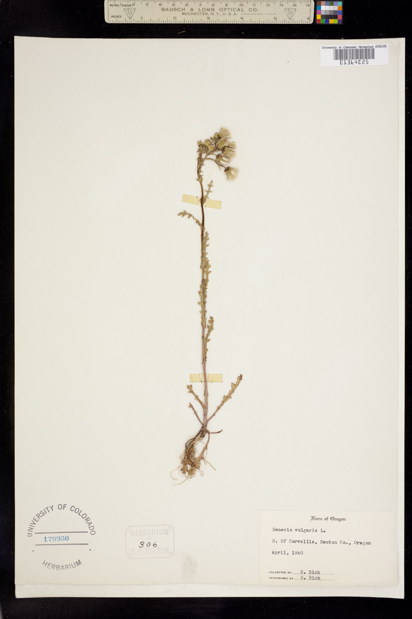 Senecio vulgaris image