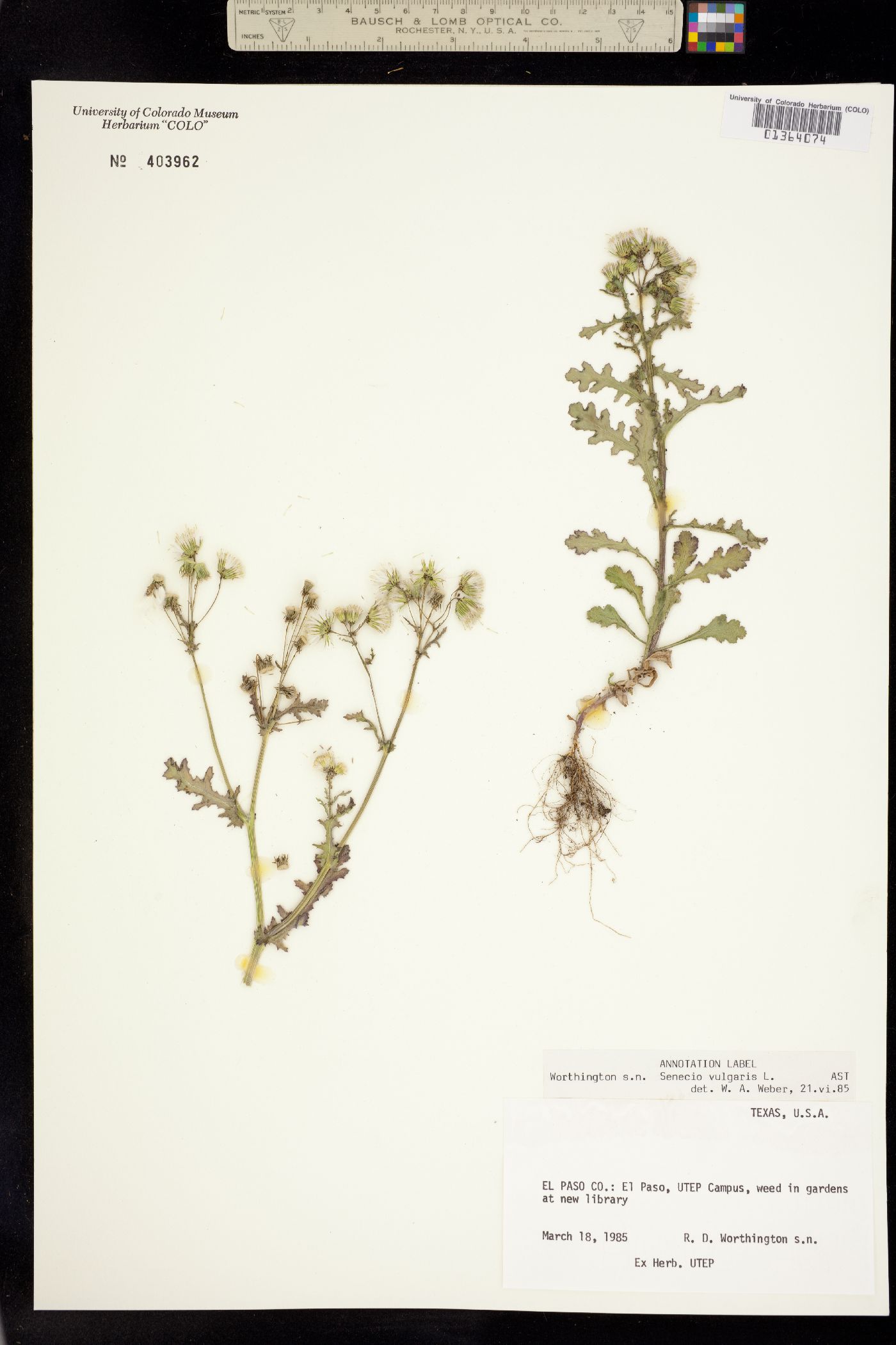 Senecio vulgaris image
