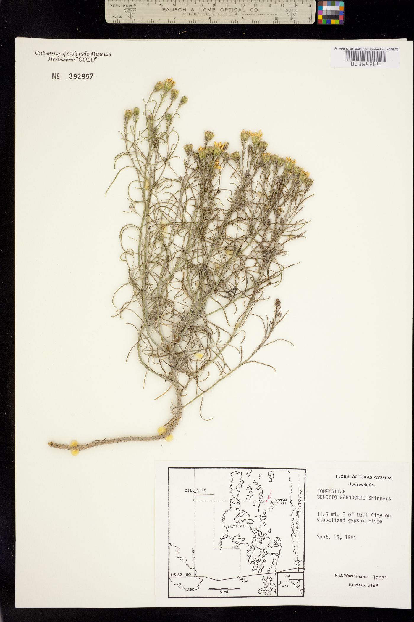 Senecio warnockii image