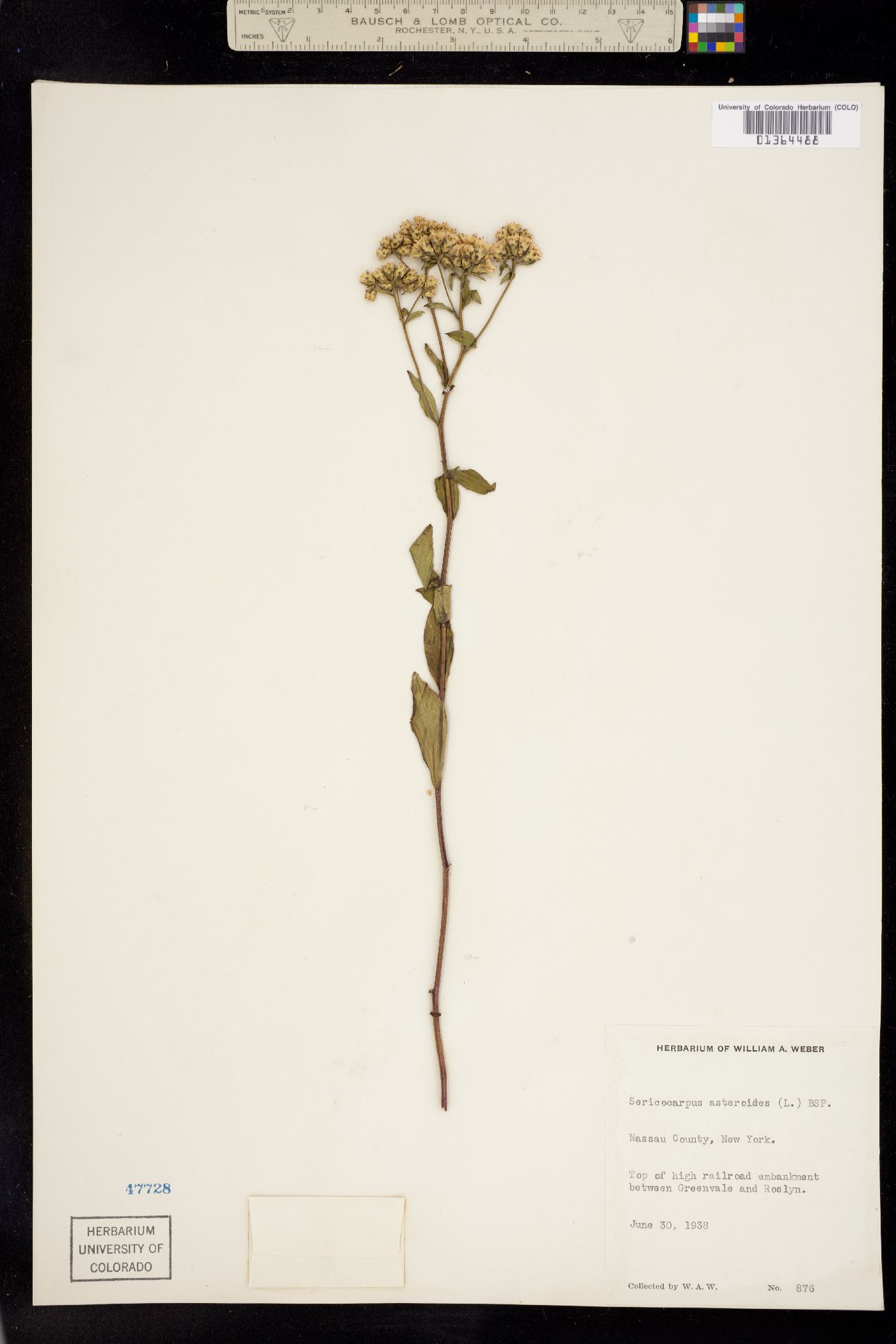 Sericocarpus asteroides image