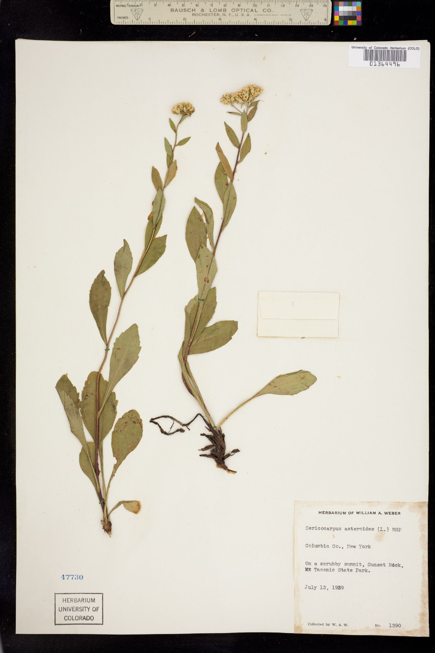 Sericocarpus image