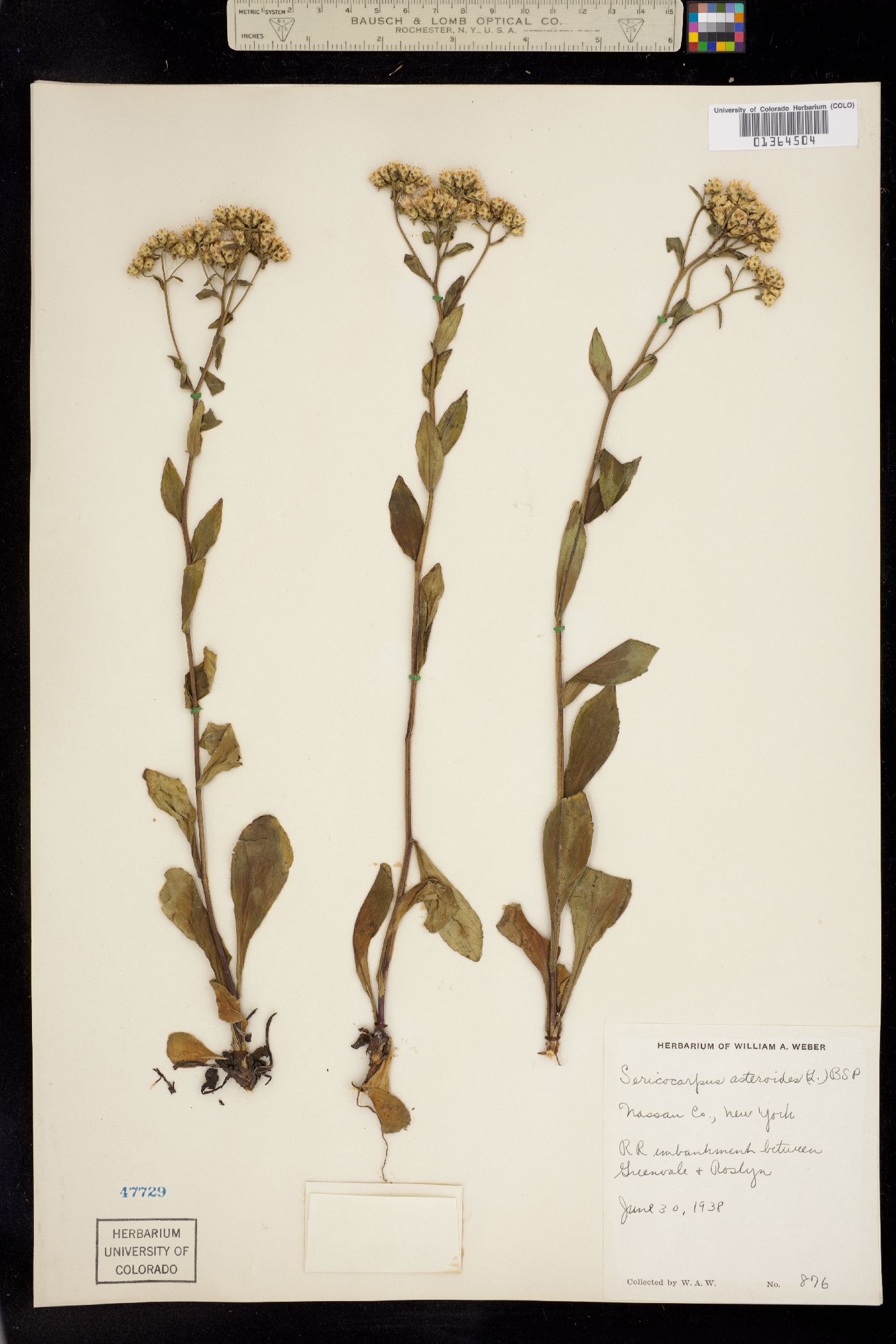 Sericocarpus asteroides image