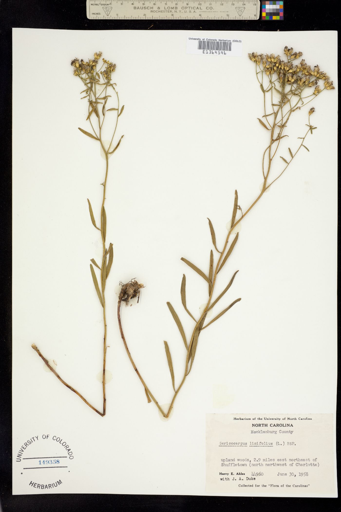 Sericocarpus linifolius image