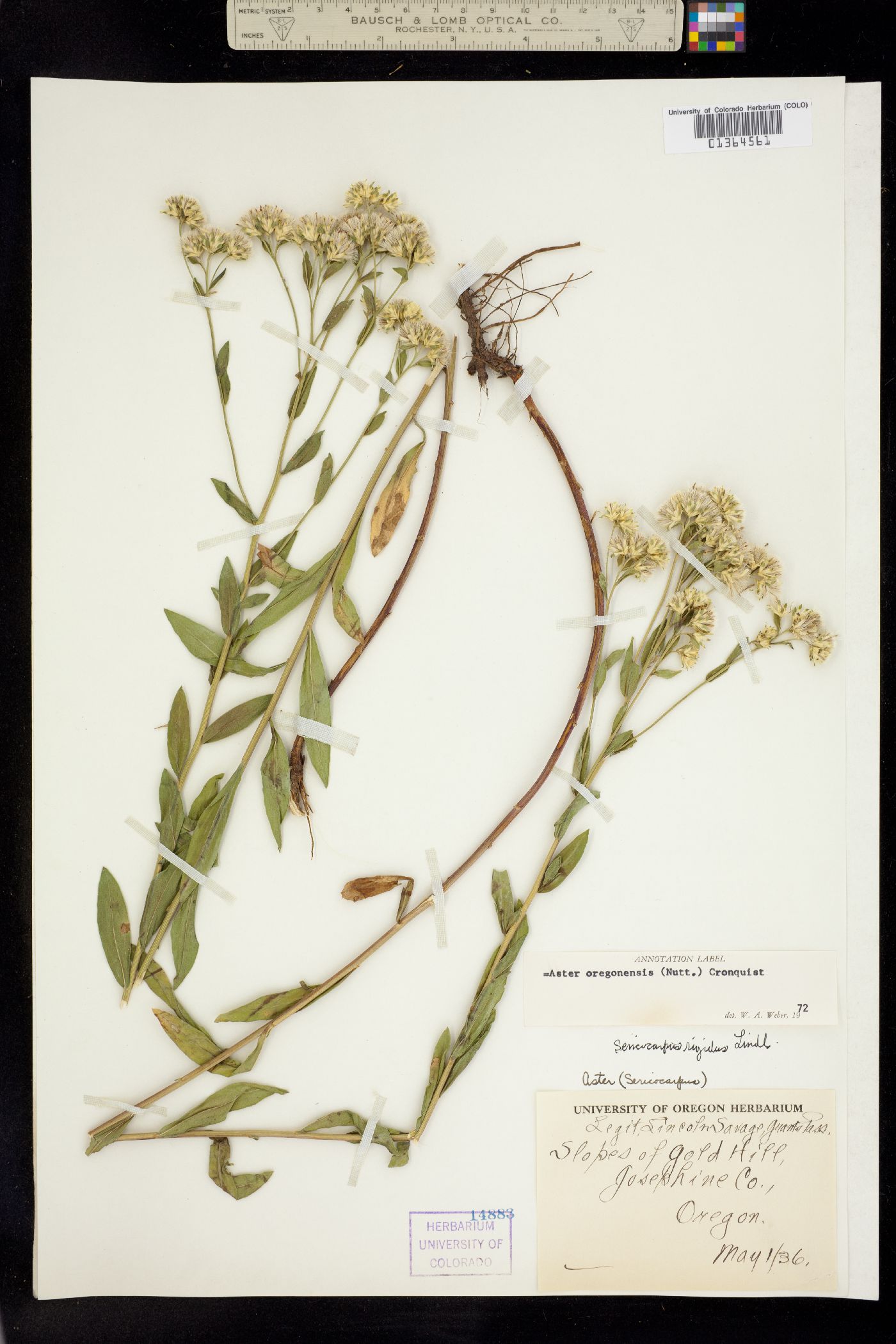 Sericocarpus oregonensis image