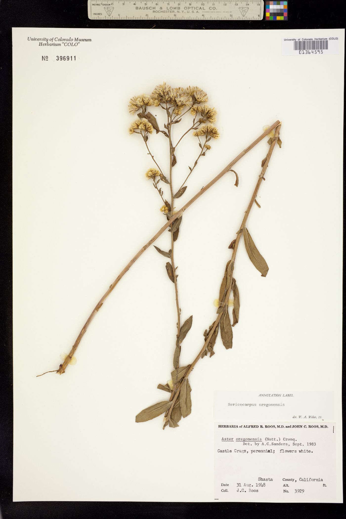 Sericocarpus oregonensis image