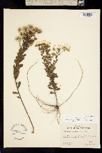 Image of Sericocarpus tortifolius