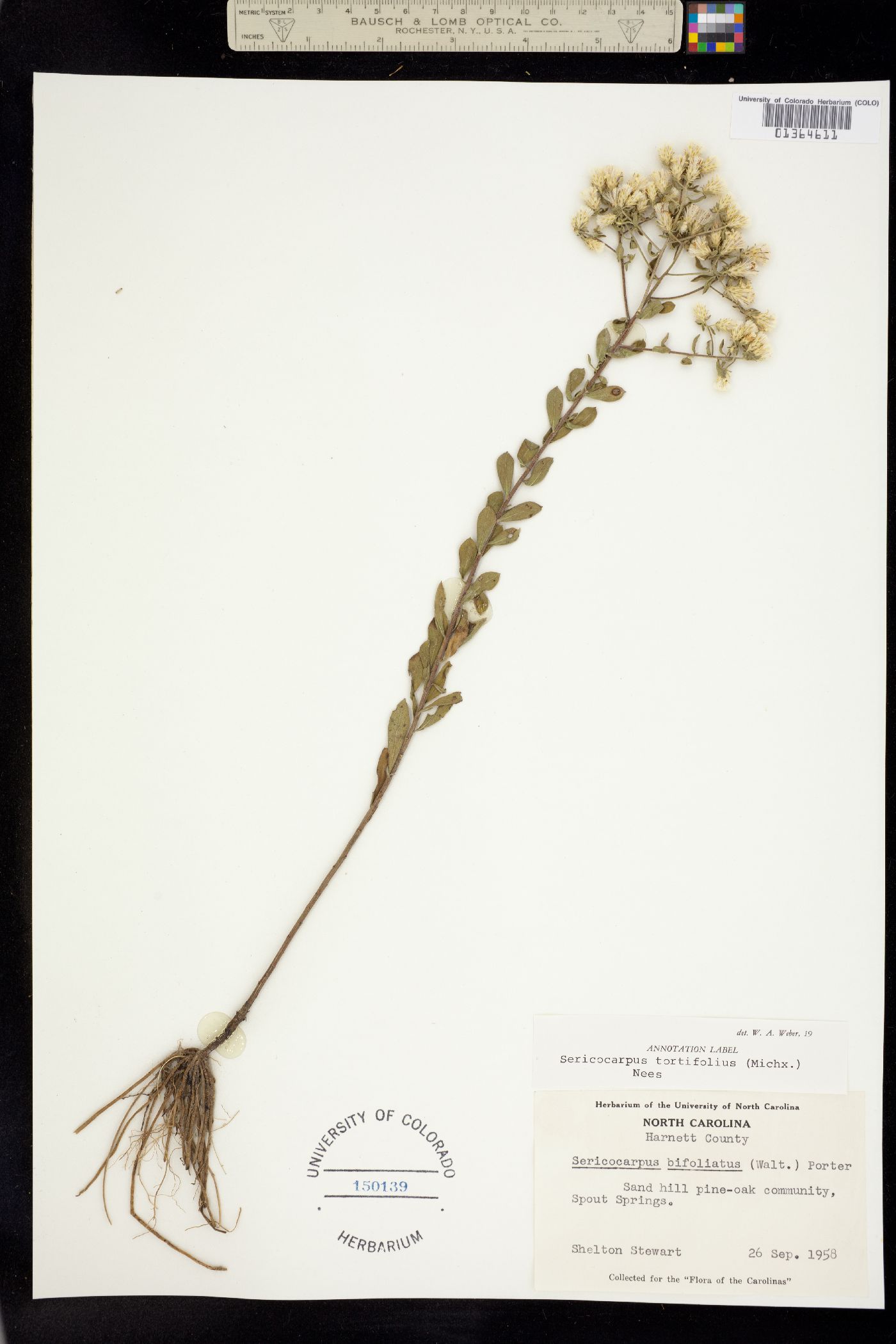 Sericocarpus tortifolius image