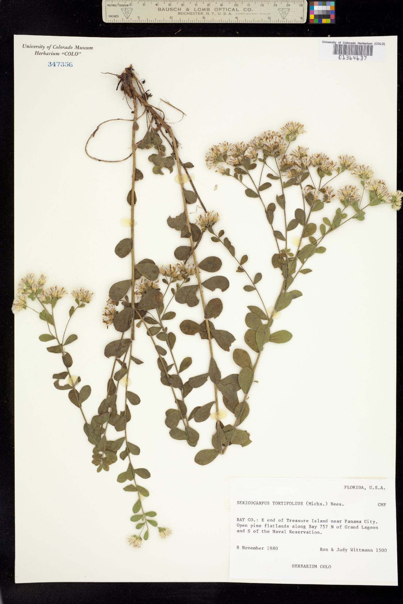 Sericocarpus tortifolius image