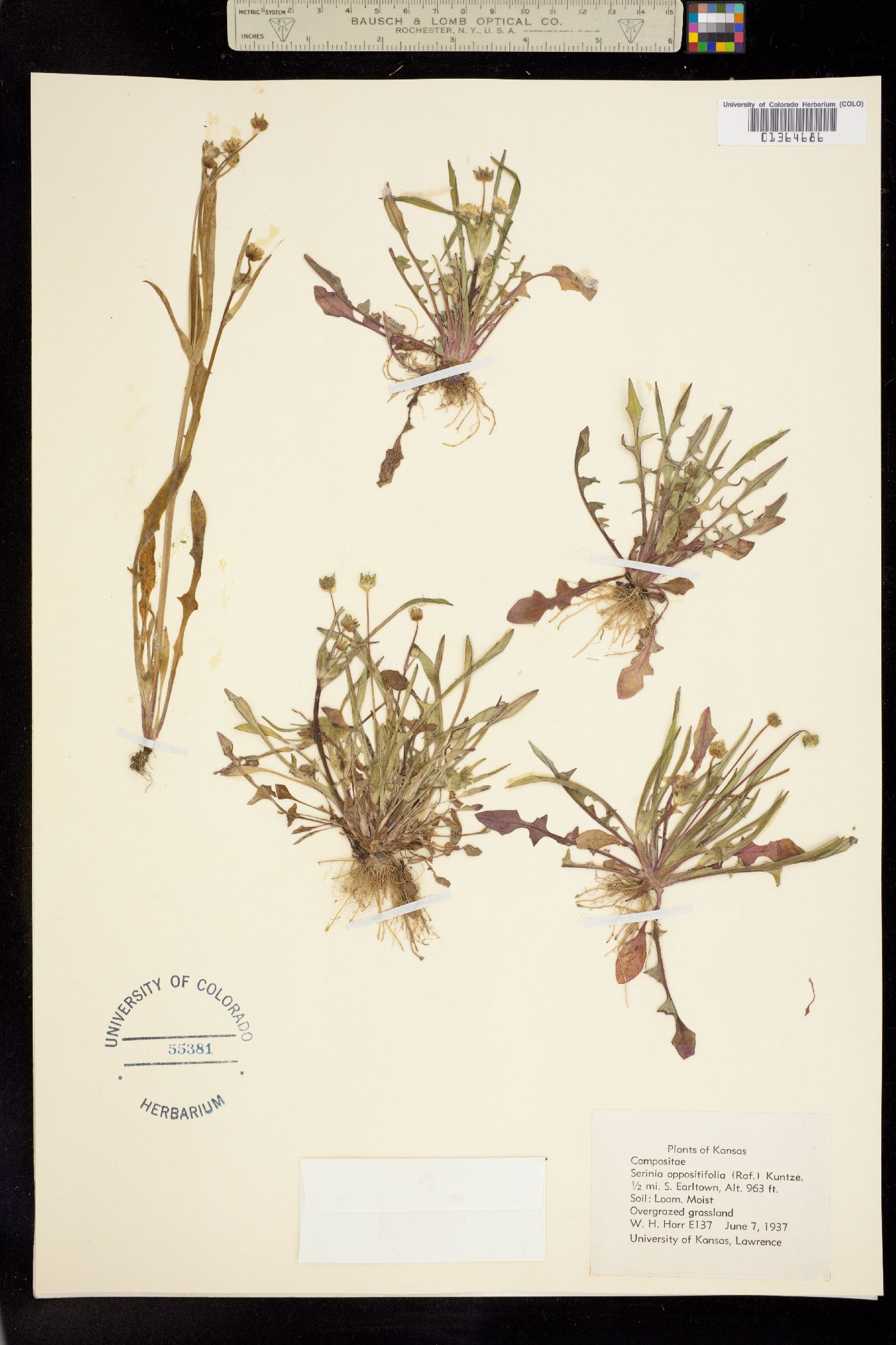 Krigia caespitosa image