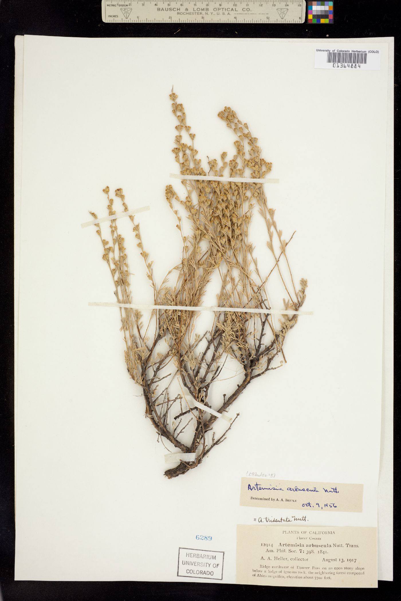 Seriphidium arbusculum image