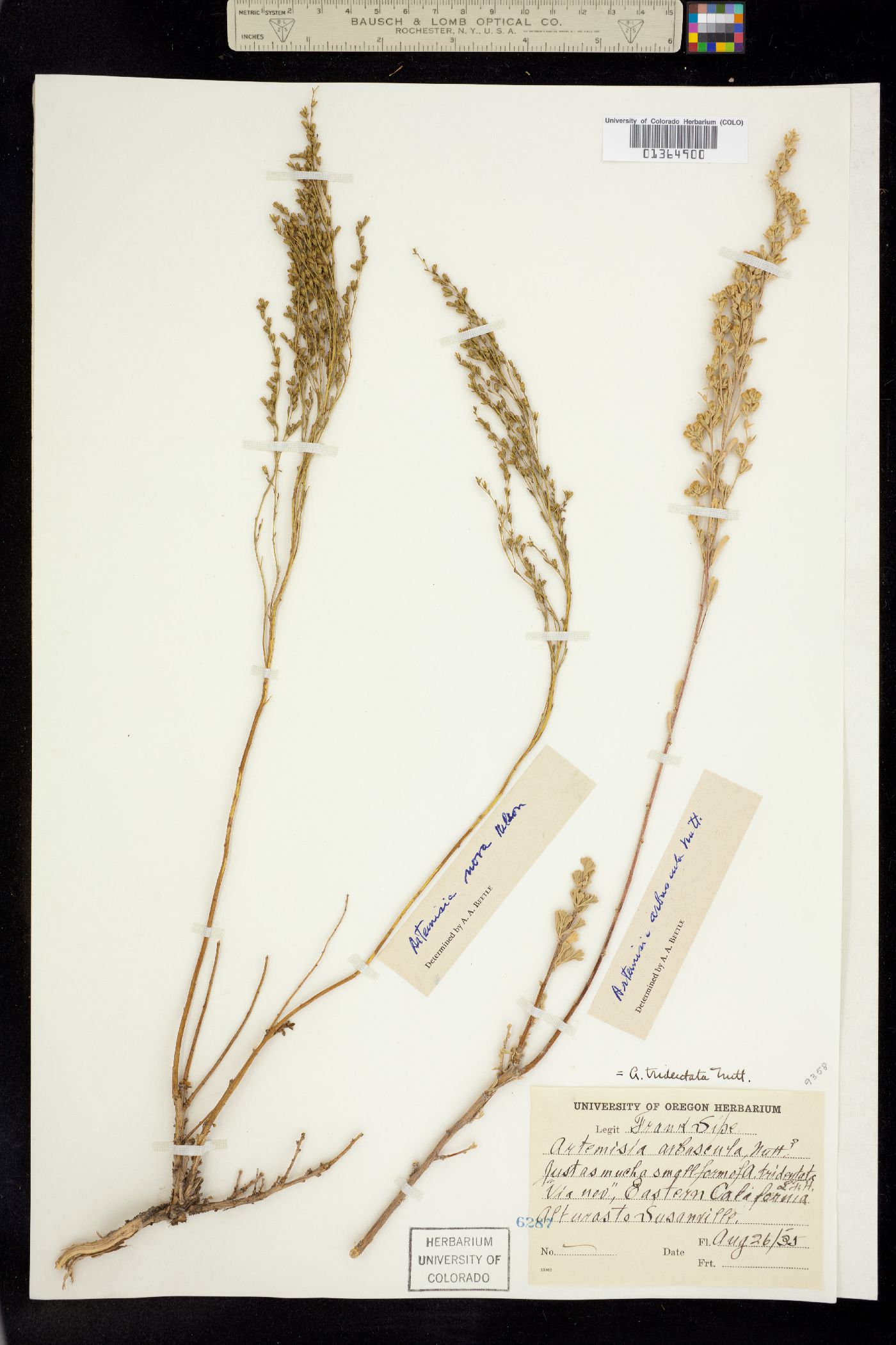 Seriphidium arbusculum image