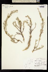 Seriphidium arbusculum image