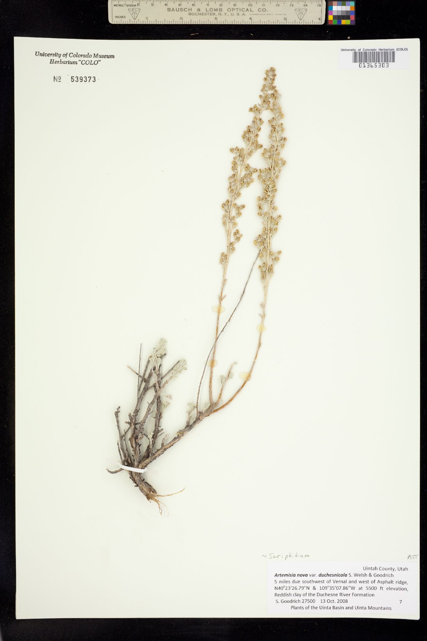 Artemisia nova image
