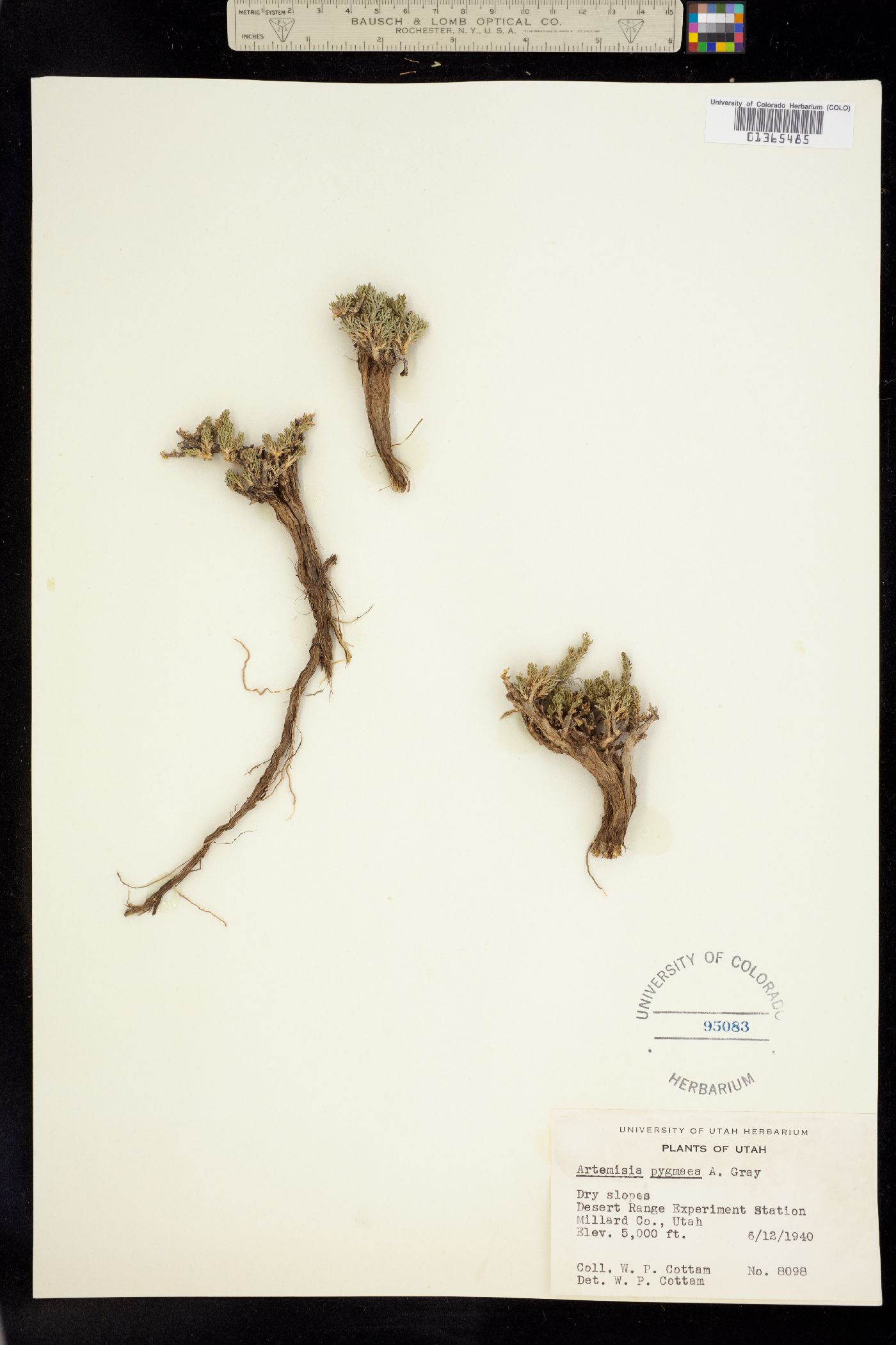 Artemisia pygmaea image