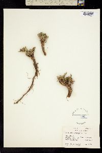 Artemisia pygmaea image