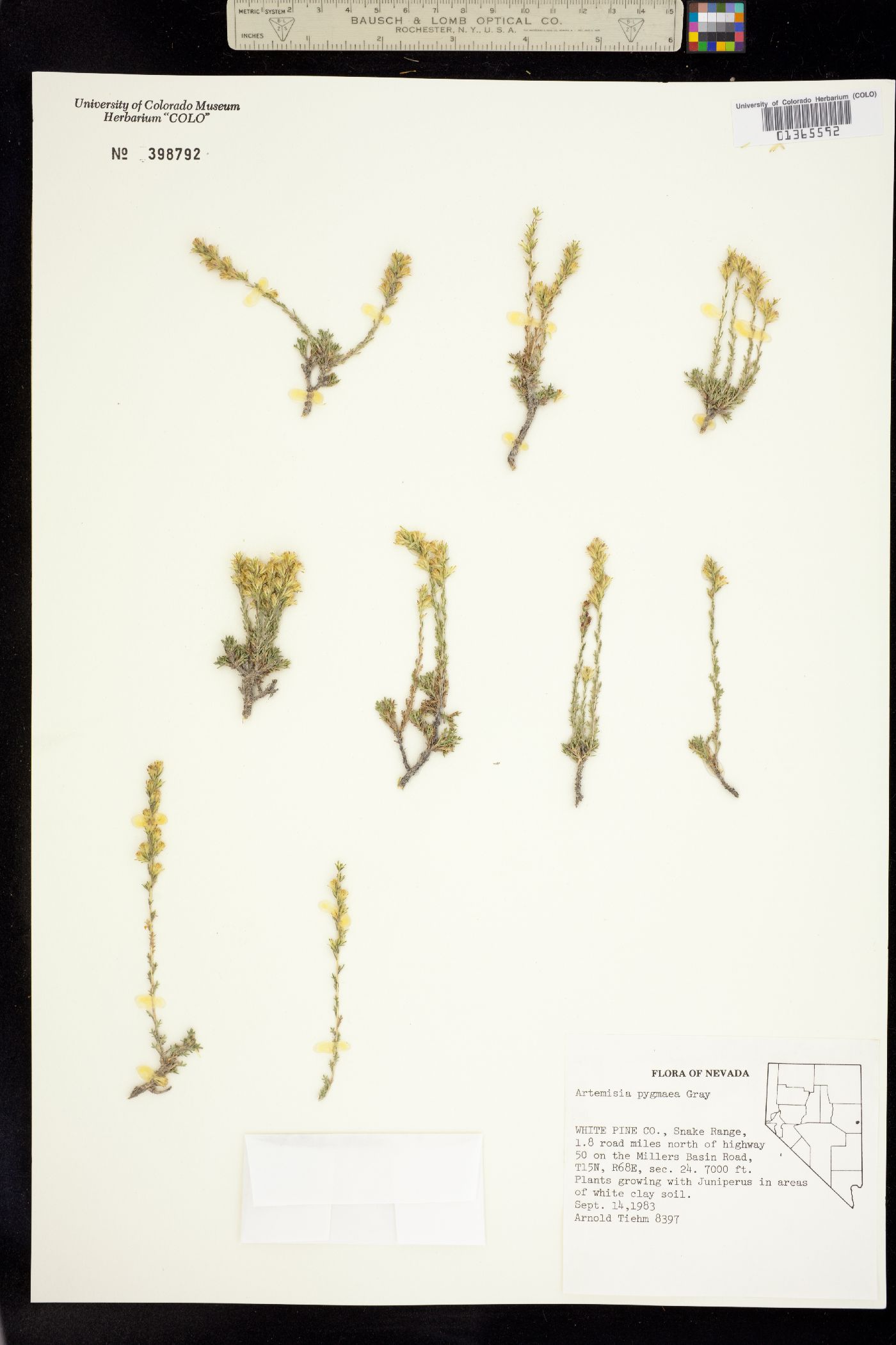 Artemisia pygmaea image