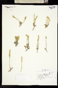 Artemisia pygmaea image