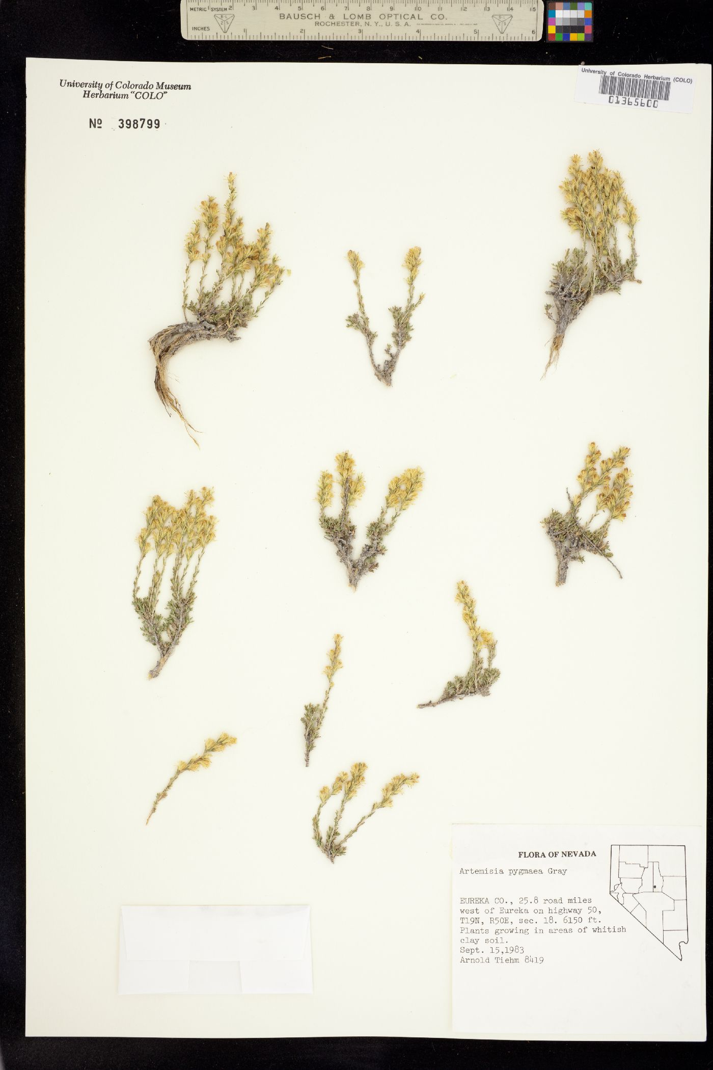 Artemisia pygmaea image