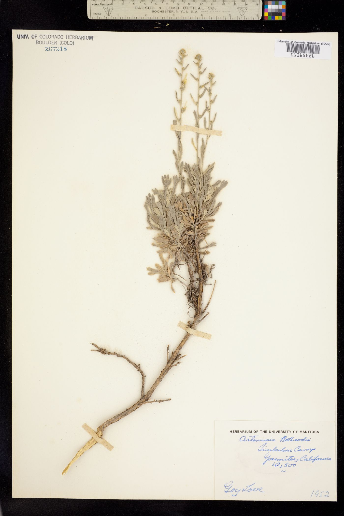 Artemisia rothrockii image